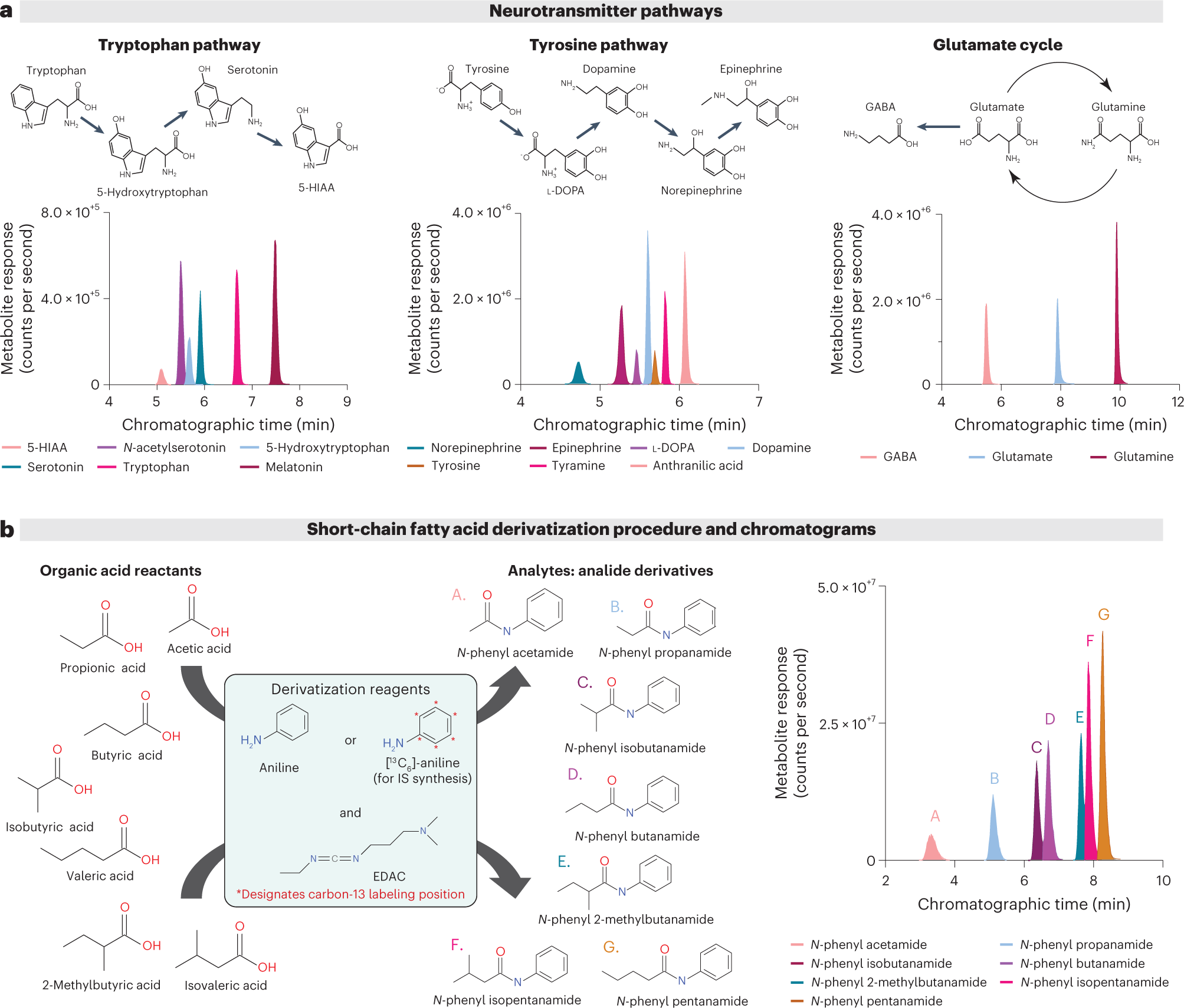 Fig. 3: Portions of metabolic pathways and LC–MS/MS-based chromatograms for the methods featured in this protocol.