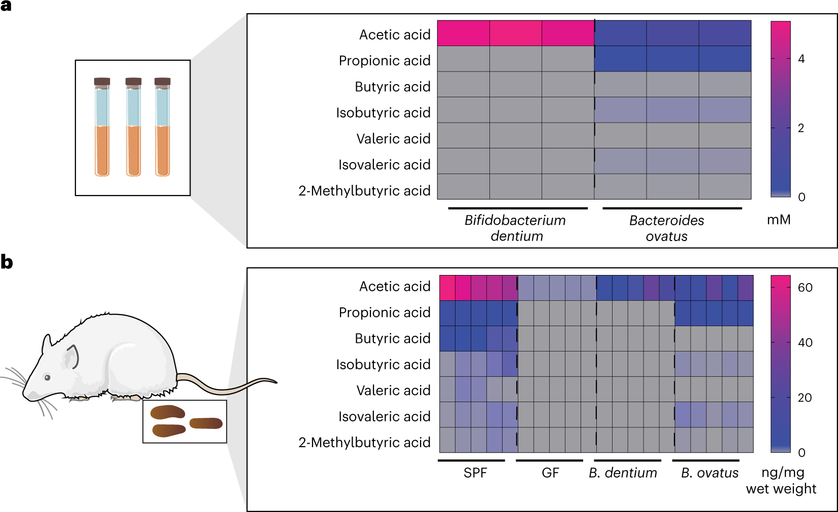 Fig. 4: Heat maps representing the absolute concentrations of SCFAs measured in in vitro medium and in vivo stool samples.