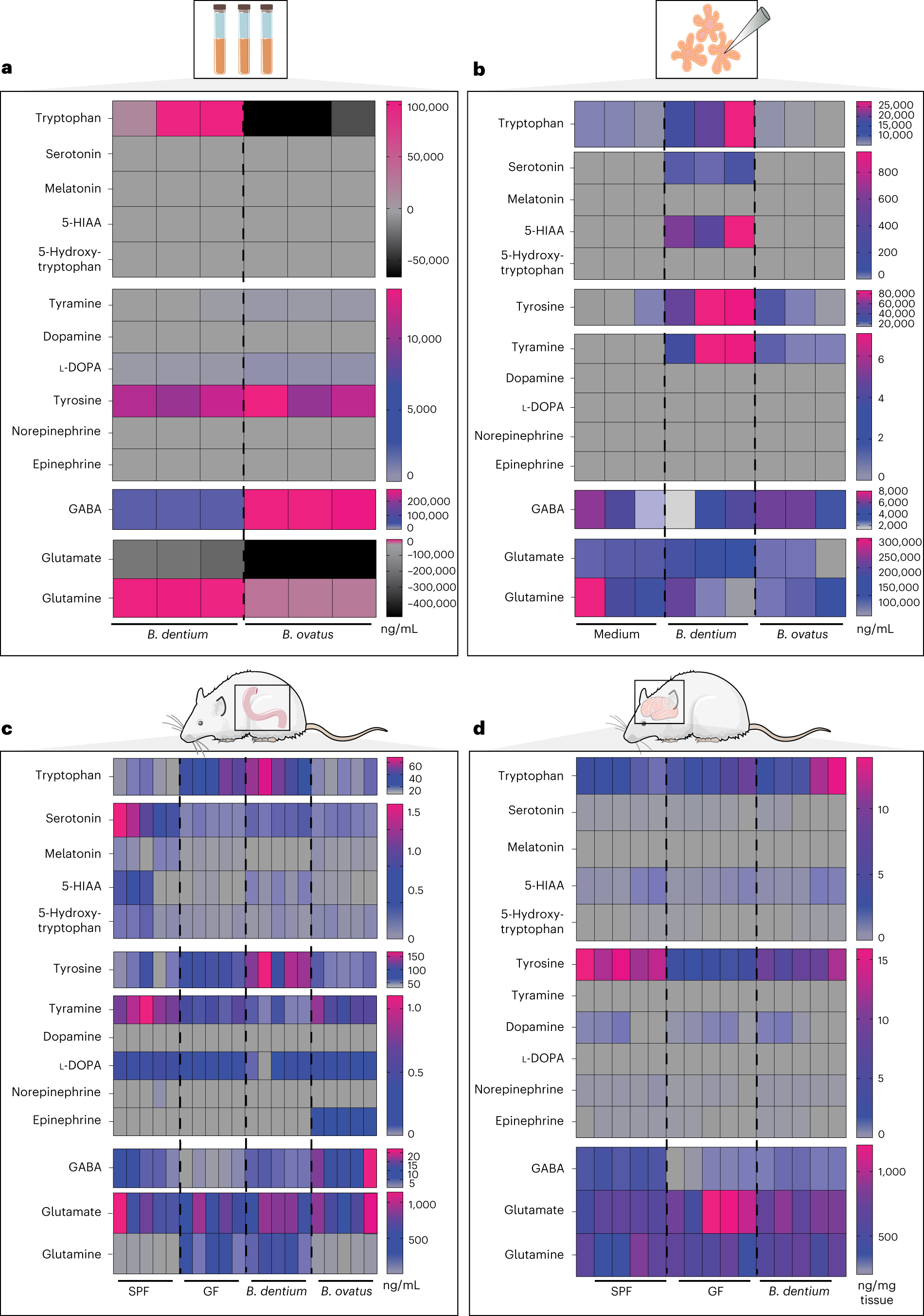 Fig. 5: Heat maps representing the absolute concentrations of metabolites in the tryptophan, tyrosine and glutamate cycle pathways measured in in vitro medium and in vivo tissue samples.