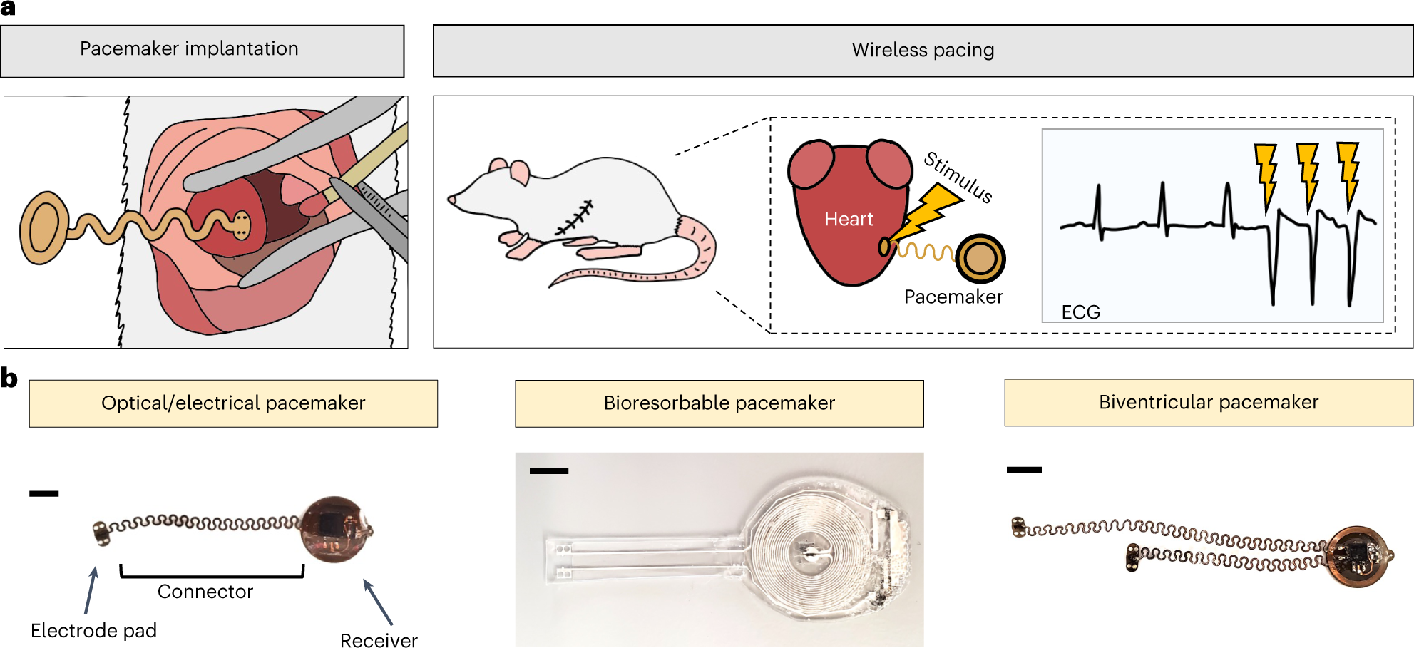 Fig. 1: Overview of surgical implantation of wireless battery-free miniature pacemakers in rodents.