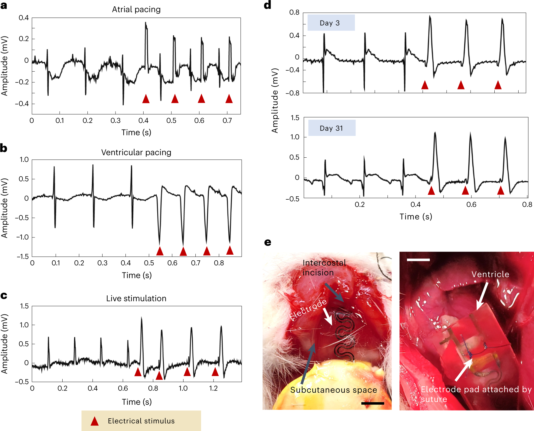 Fig. 7: Long-term in vivo pacing following pacemaker implantation.