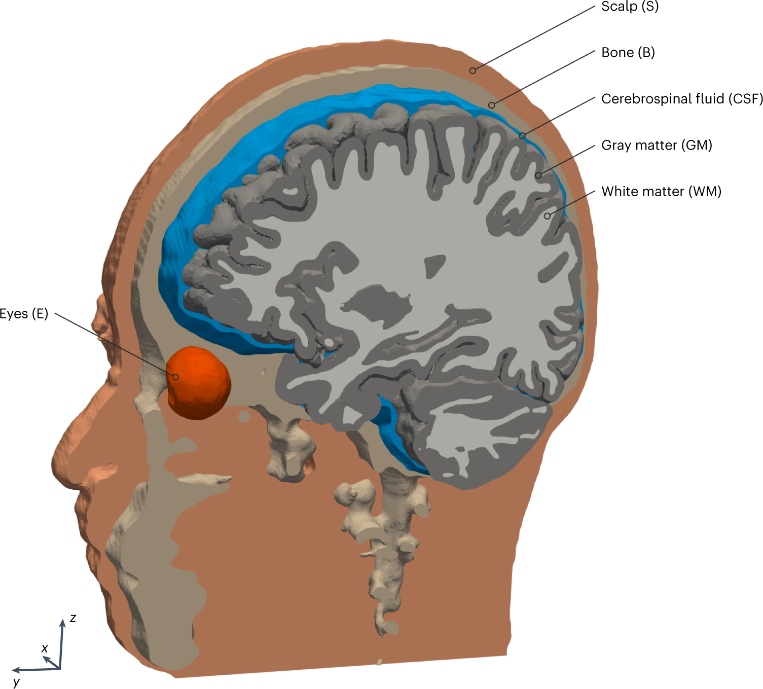 Fig. 7: Personalized 3D head model.