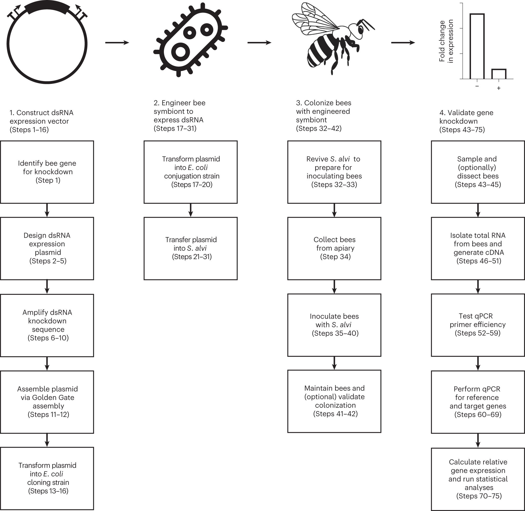 Fig. 1: Workflow for using symbiont-mediated RNAi to study gene function in bees.