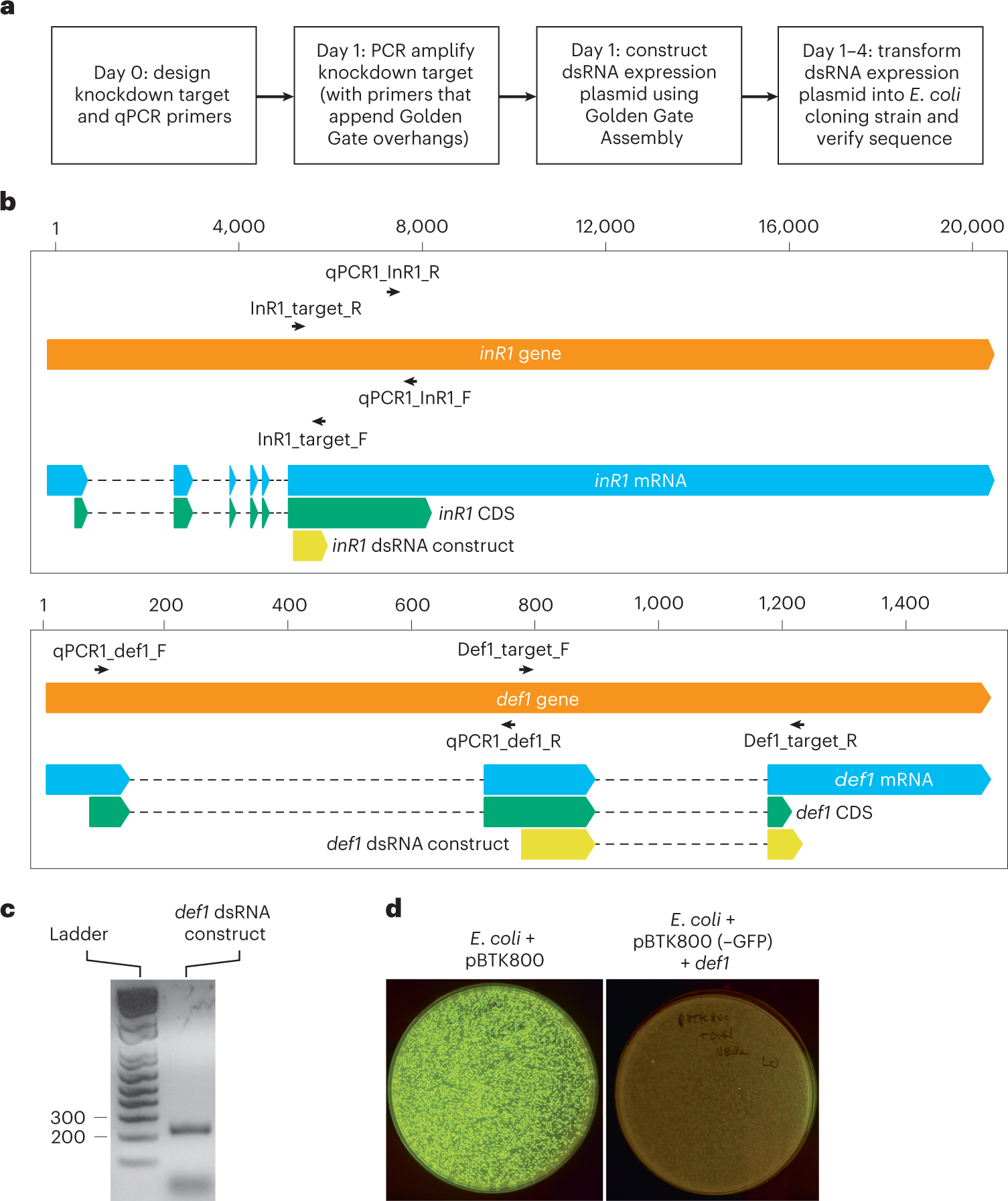 Fig. 2: dsRNA expression vector cloning.