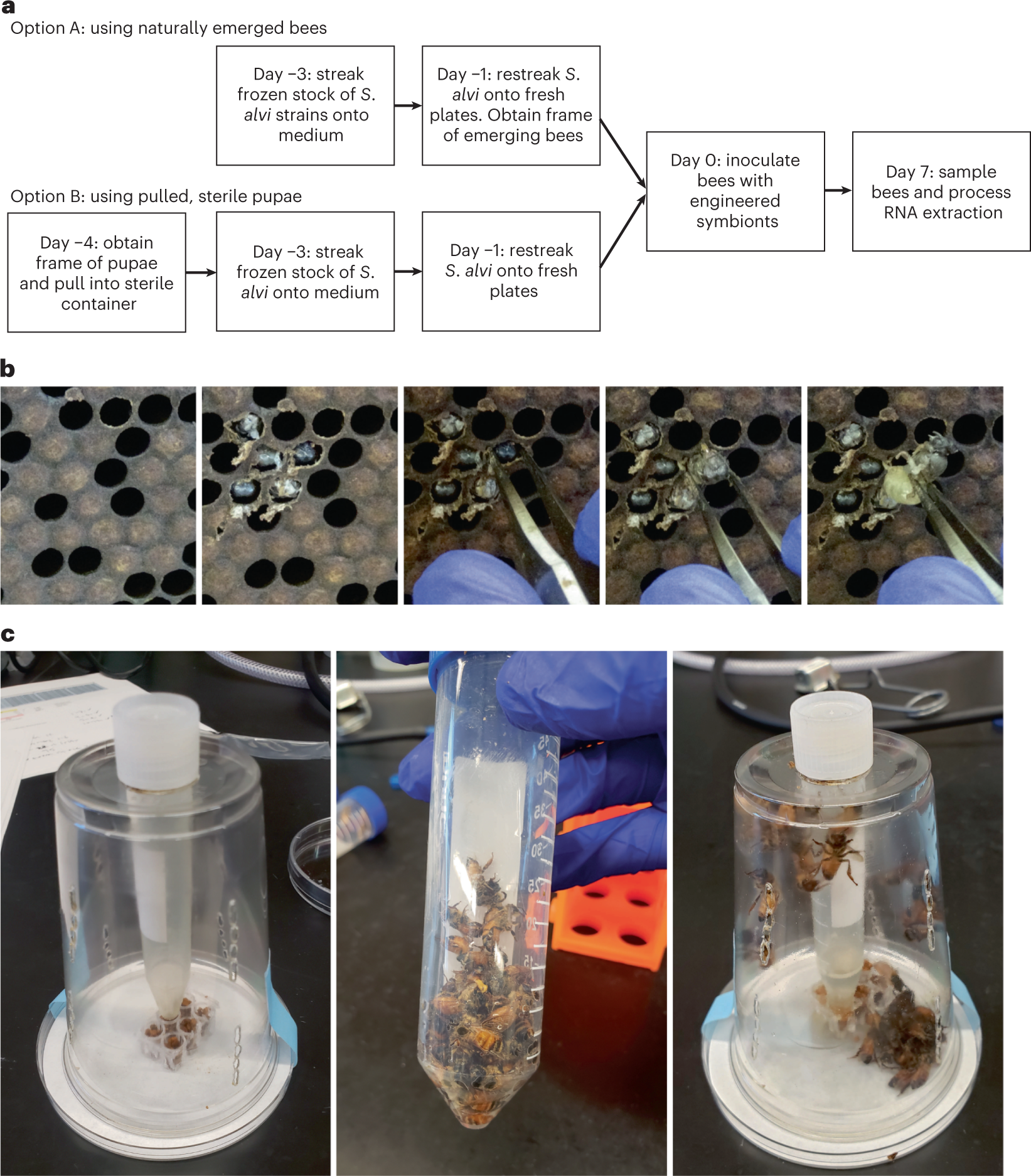 Fig. 4: Honey bee inoculation with S. alvi.