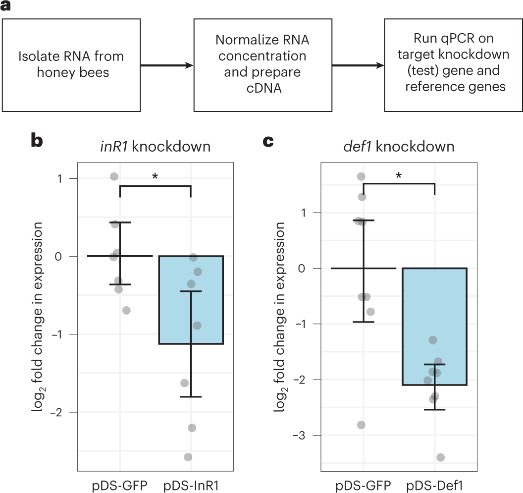 Fig. 5: Validation of gene knockdown.