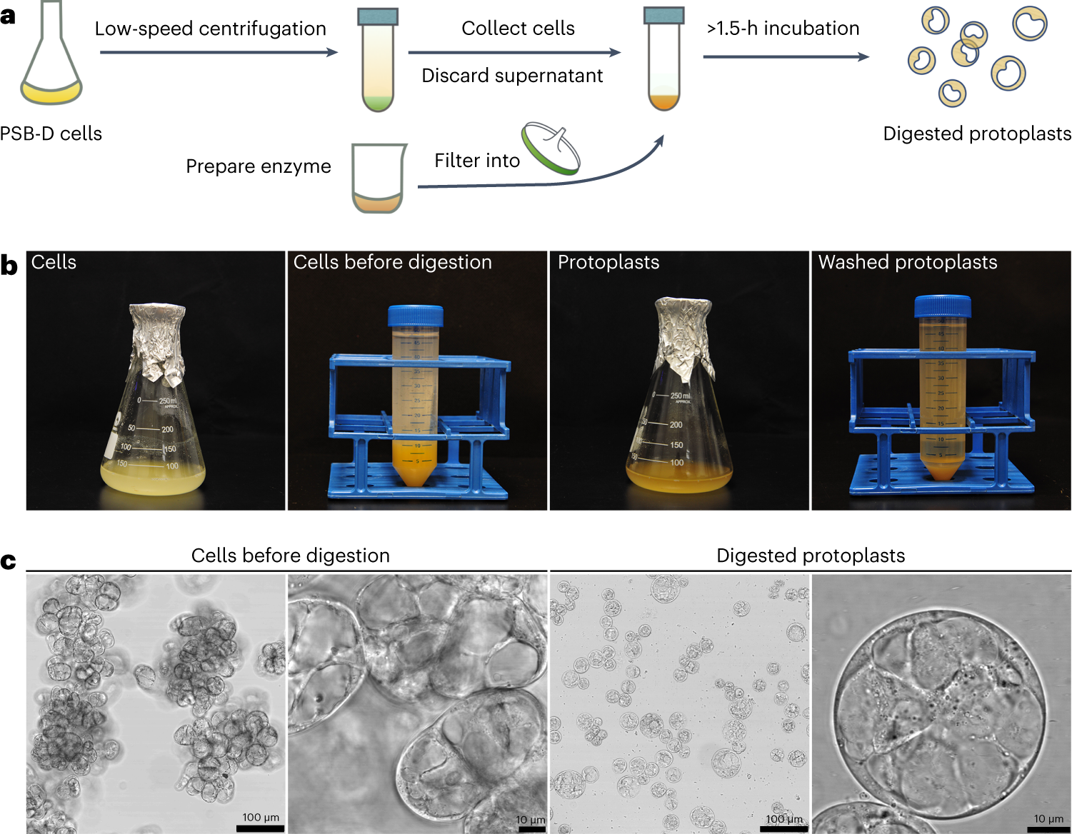 Fig. 1: Cell wall digestion and protoplast preparation (Steps 2–4).