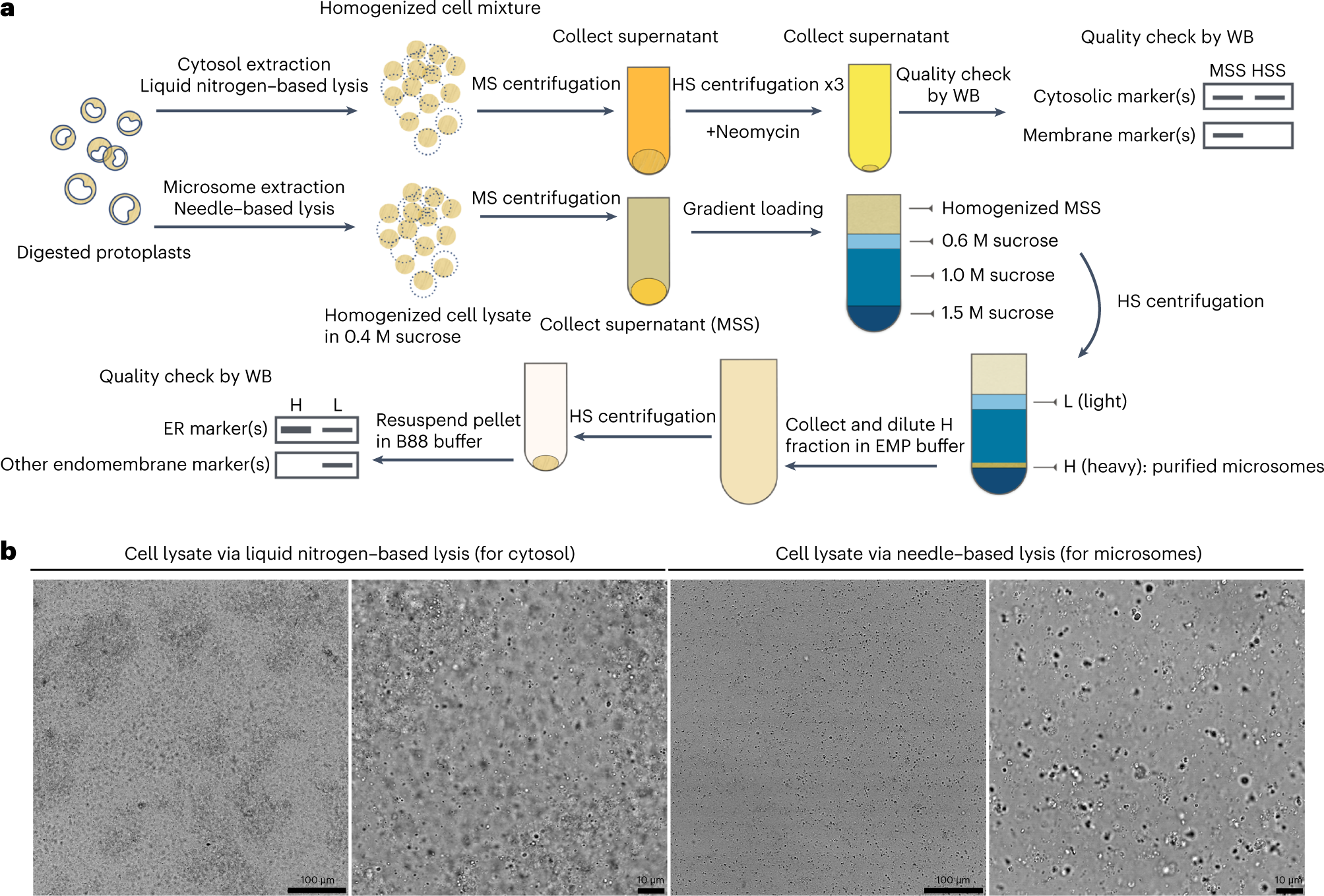 Fig. 2: Cell lysis for membrane and cytosol preparation (Steps 5–20).