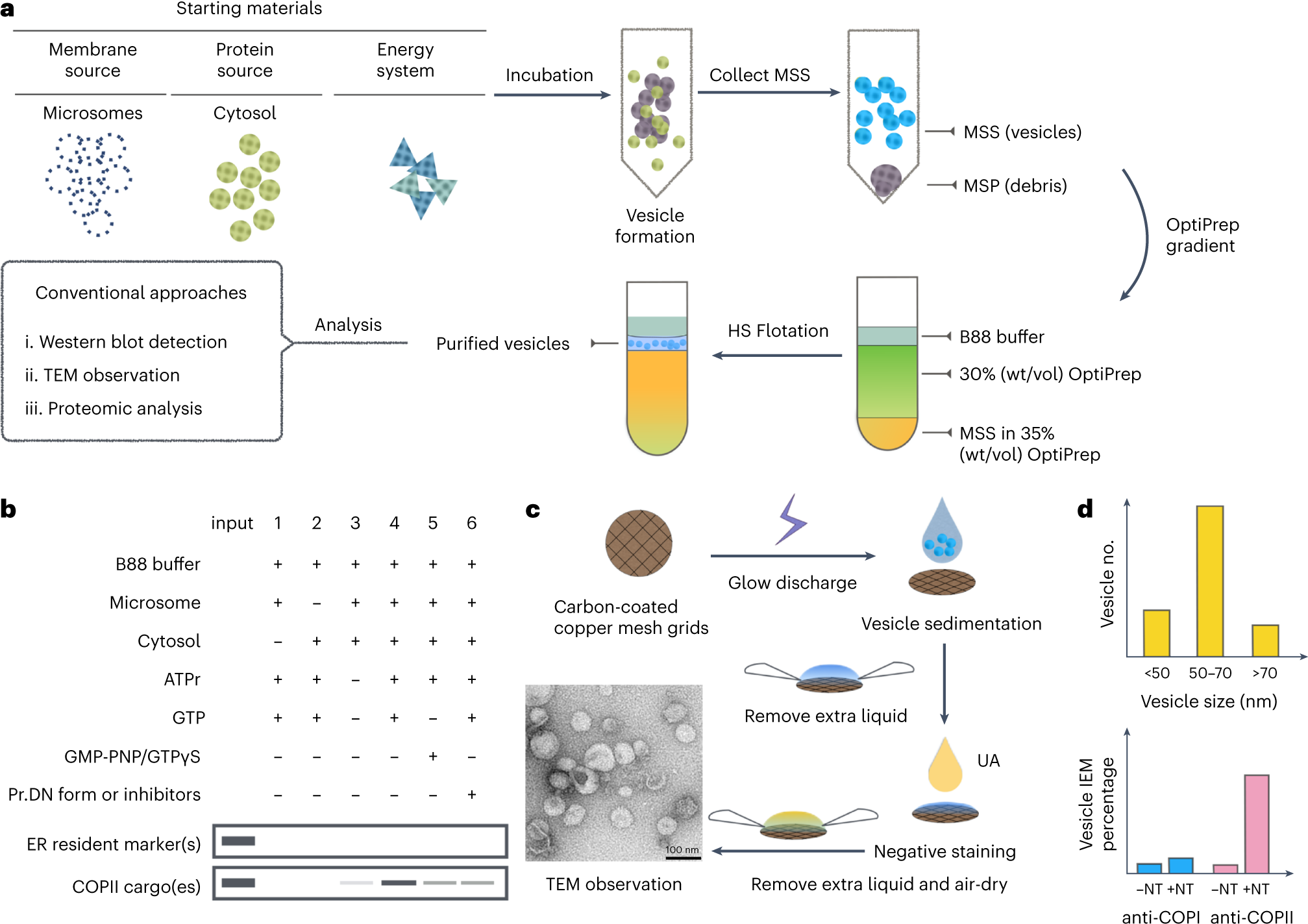 Fig. 3: In vitro COPII vesicle reconstitution and negative staining for TEM observation (Steps 21–30).