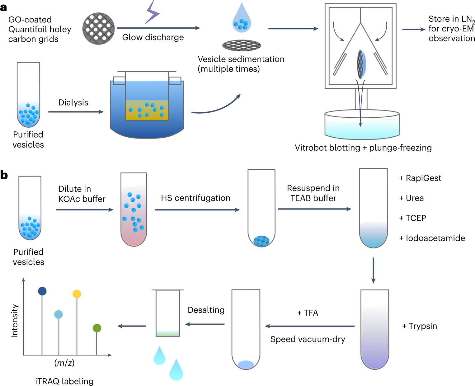Fig. 4: Sample preparation of reconstituted vesicles for cryo-EM and quantitative proteomic analysis (Steps 31–40).