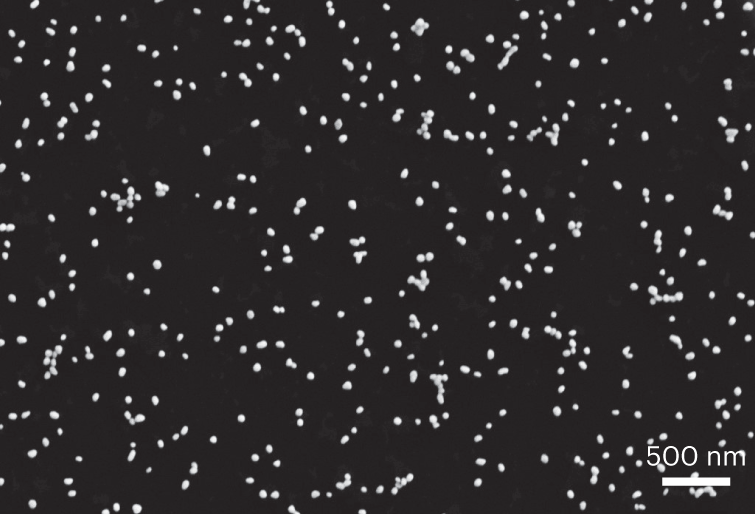 Fig. 6: SEM image of SHINs on Au single-crystal surface.