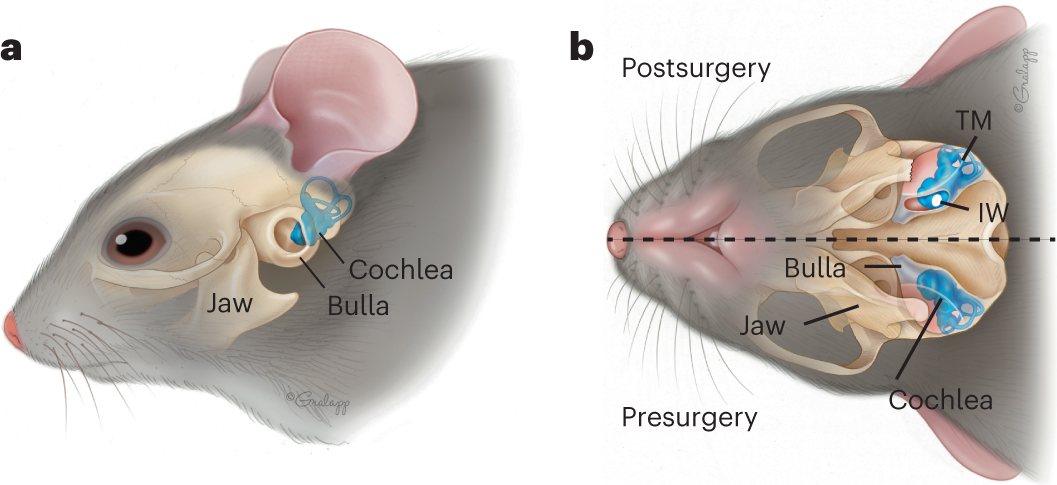Fig. 1: Illustrations of the cochlea within a mouse.