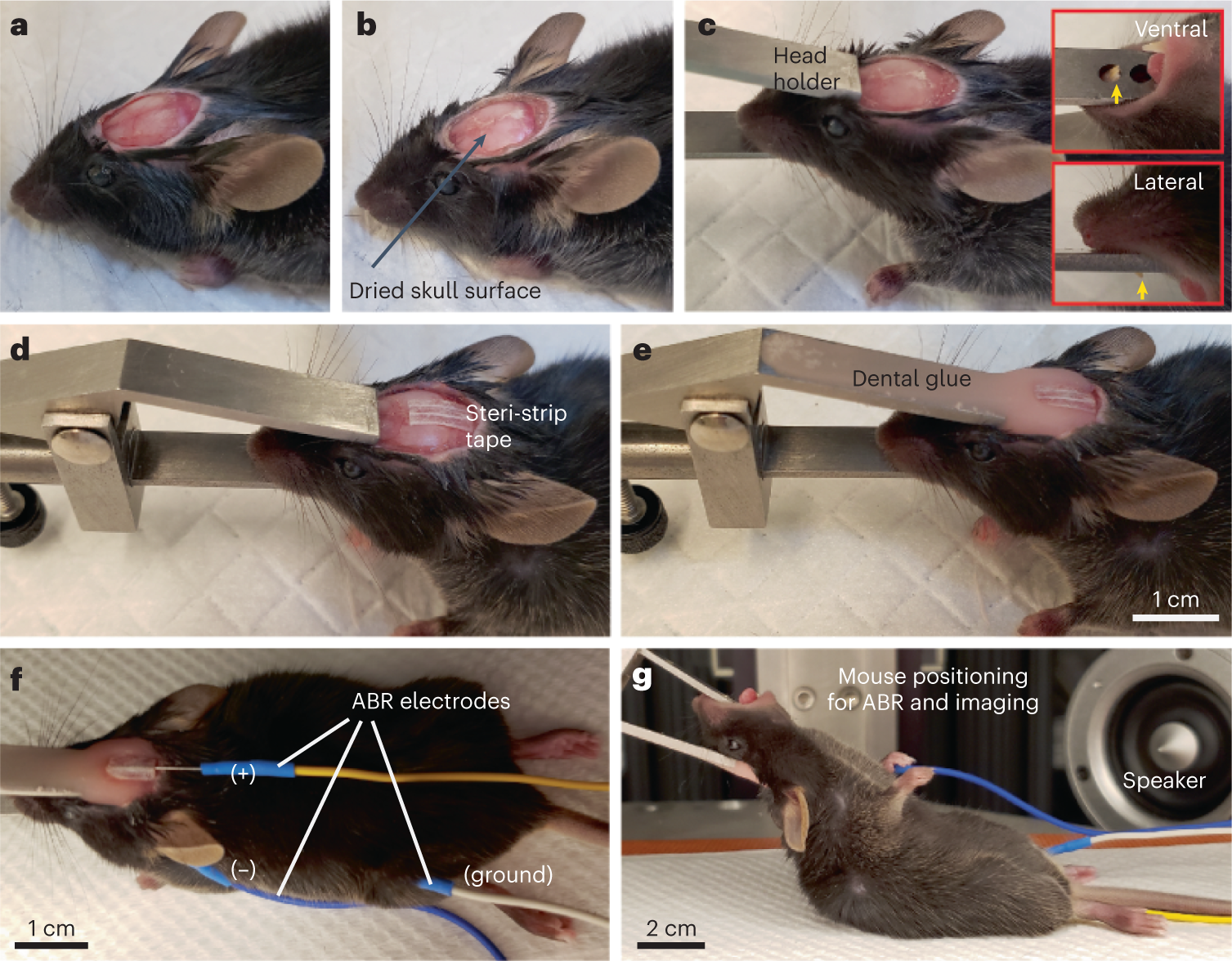 Fig. 3: Mouse positioning with a head holder.