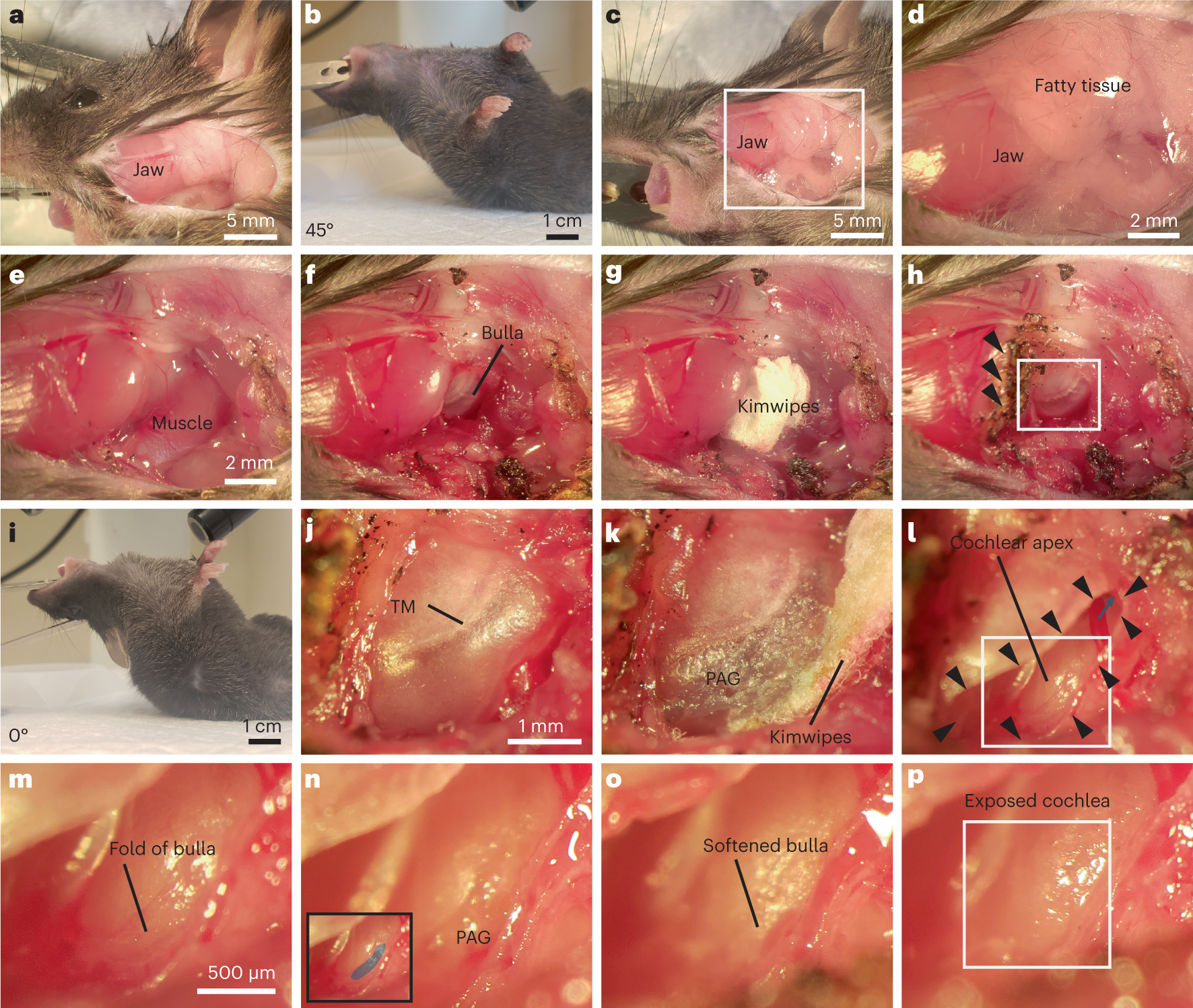 Fig. 4: Surgical approach to image the cochlea in vivo, without damaging the external or middle ear.