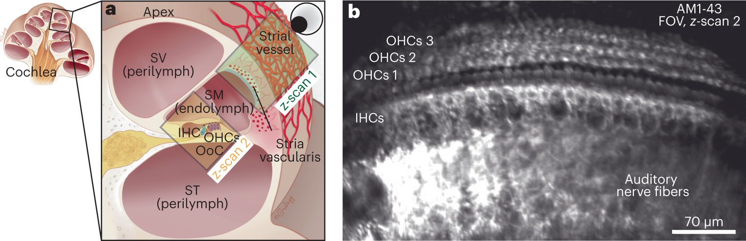 Fig. 8: Two-photon in vivo image of the OoC through the IW.