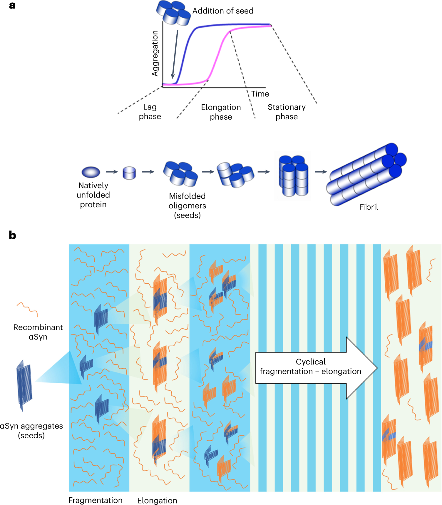 Fig. 1: Seeding nucleation mechanism and the principle behind the amplification of misfolded αSyn aggregates.