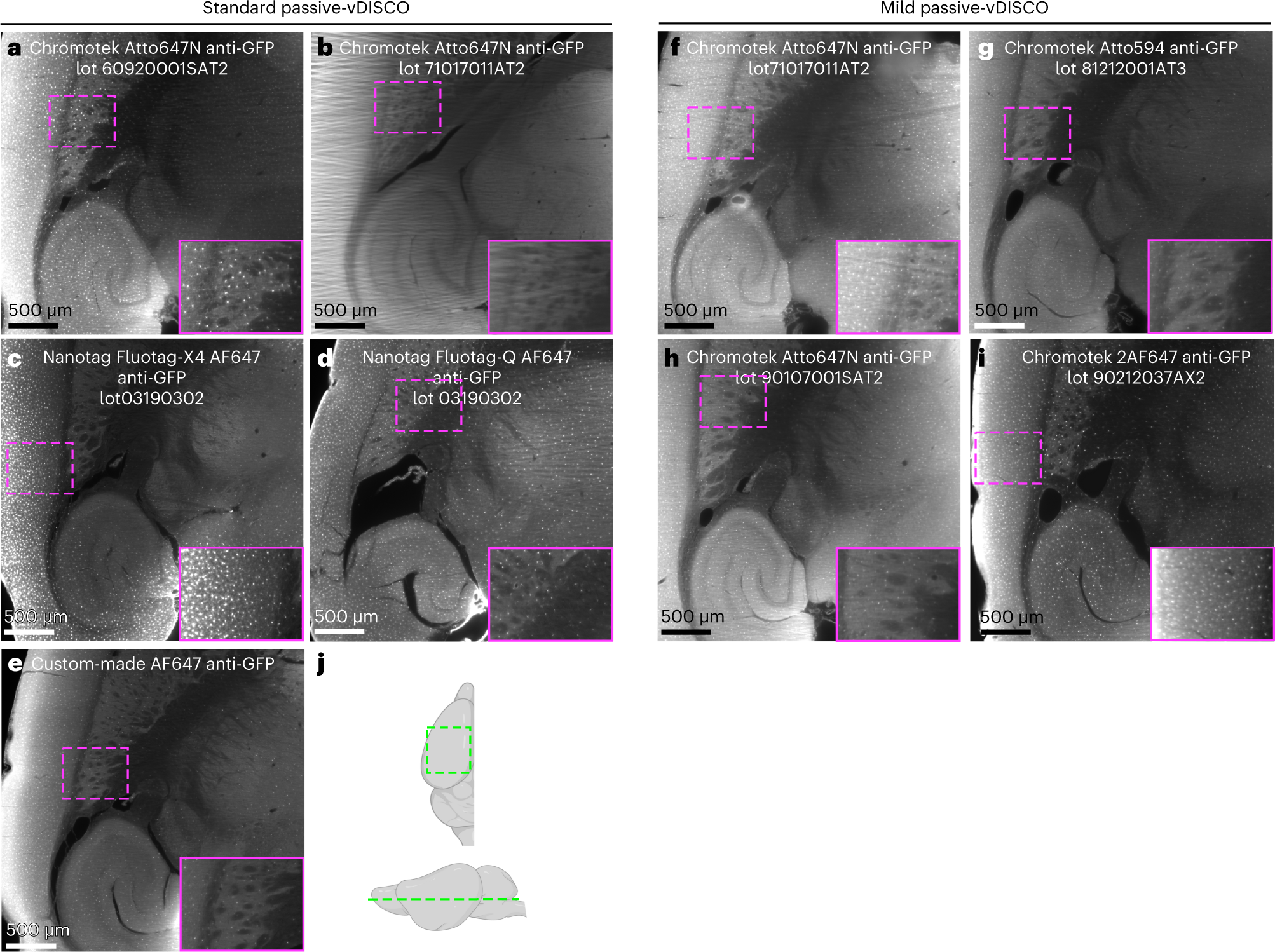 Fig. 7: Performances of different kinds of nanobodies in passive-vDISCO.