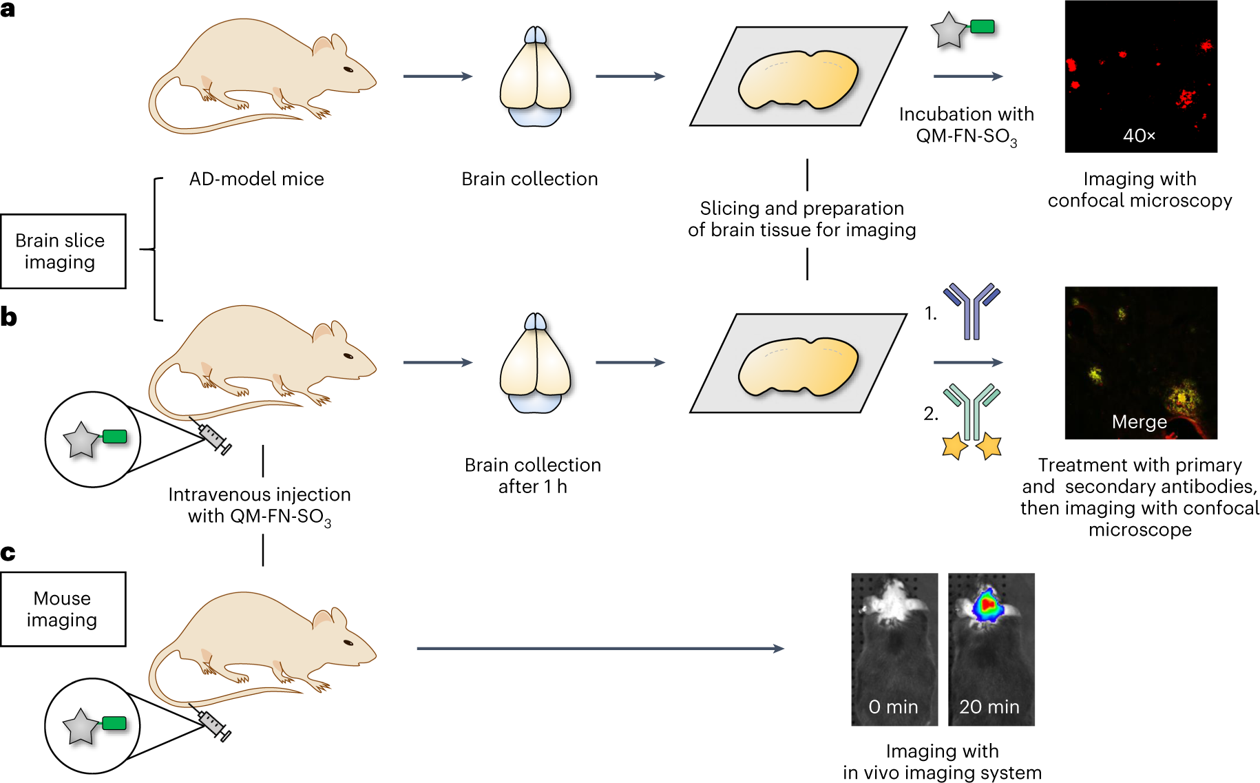 Fig. 3: Overview of applying QM-FN-SO3 for brain section and animal experiments.