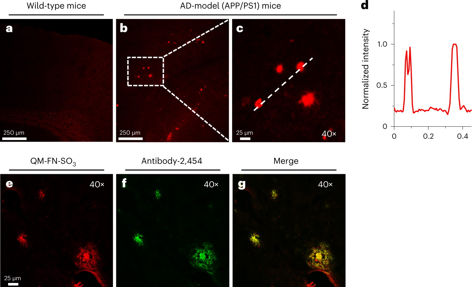 Fig. 5: High-fidelity mapping of Aβ plaques in brain tissues and validation of the BBB penetrability of QM-FN-SO3.