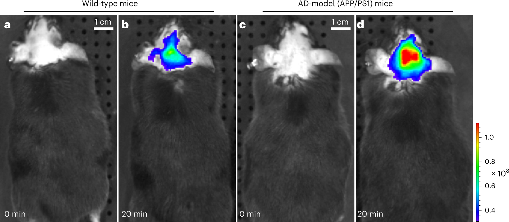 Fig. 6: In vivo mapping of Aβ plaques in AD model mice.