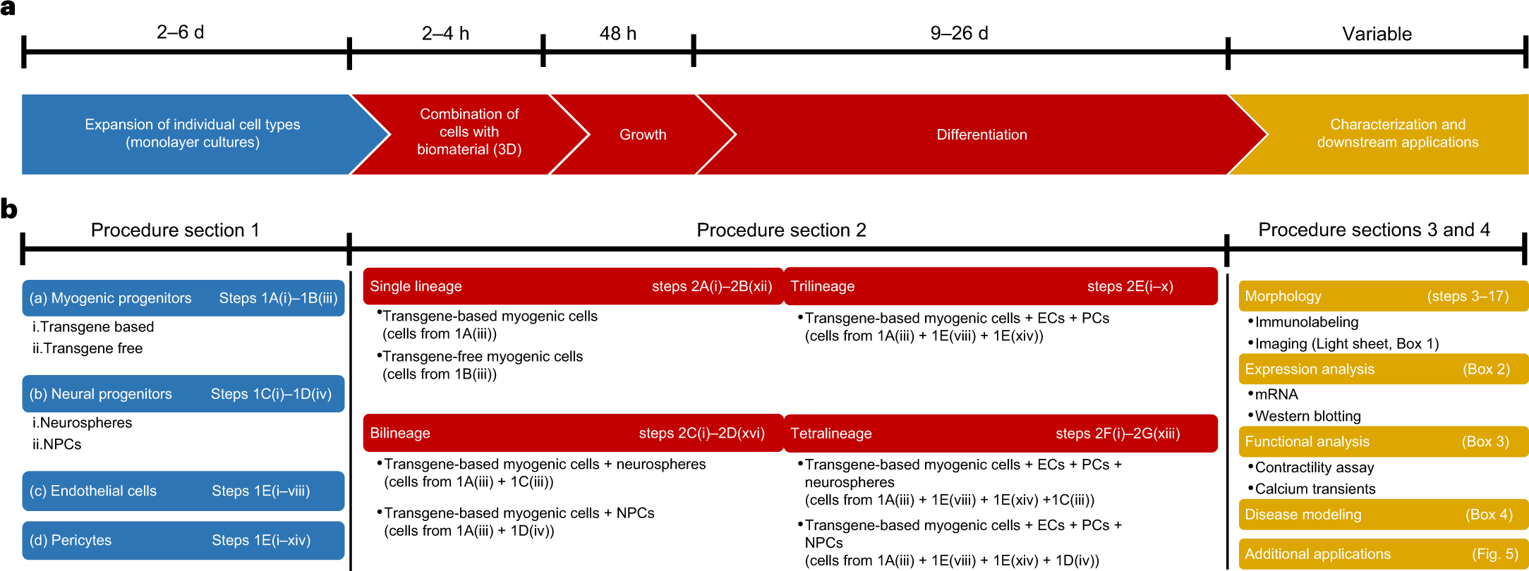 Fig. 1: Workflow to generate and analyse 3D skeletal muscle constructs using hiPSC-derived progenitors.