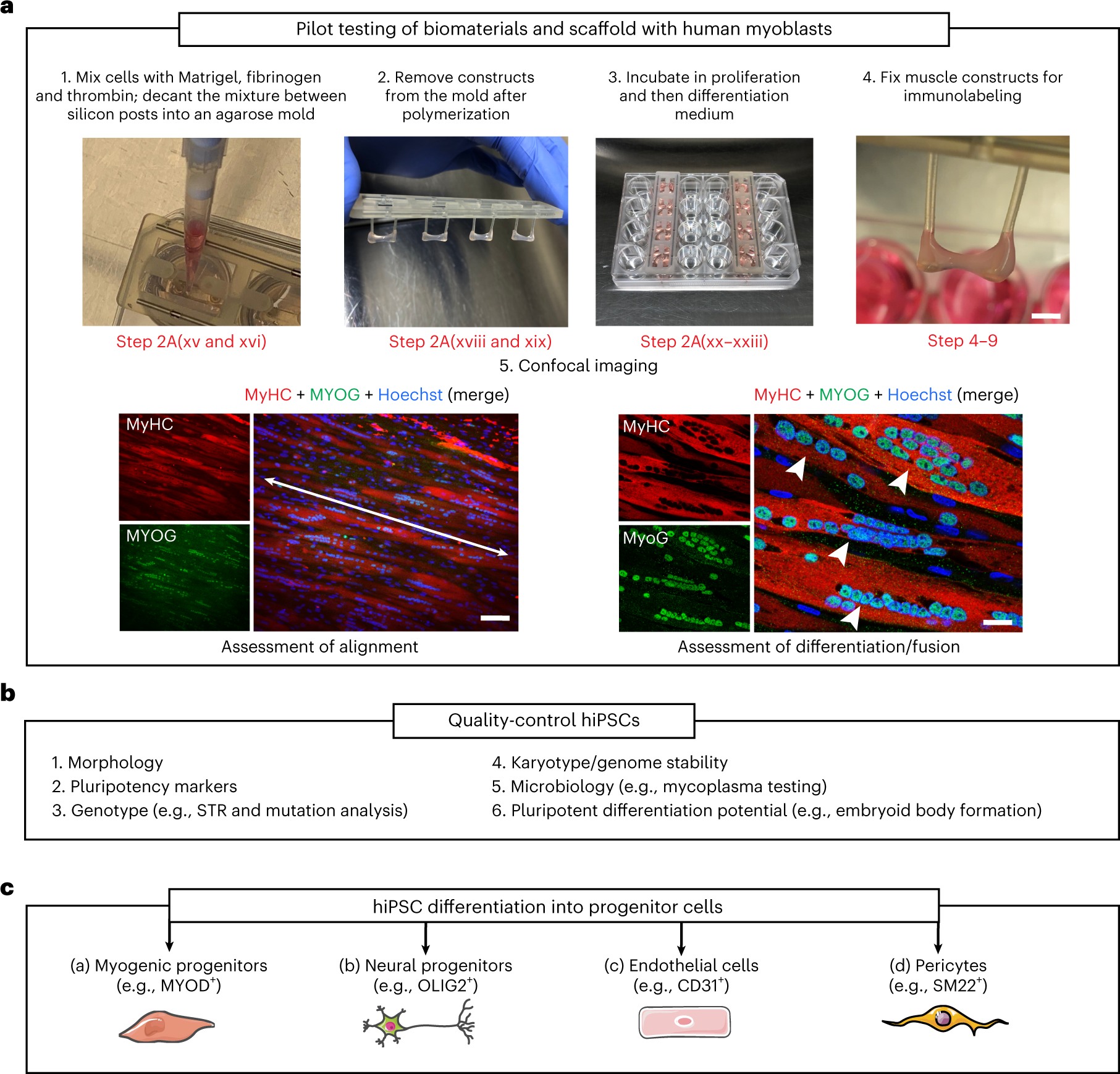 Fig. 2: Pilot testing and quality control for biomaterials and cells.