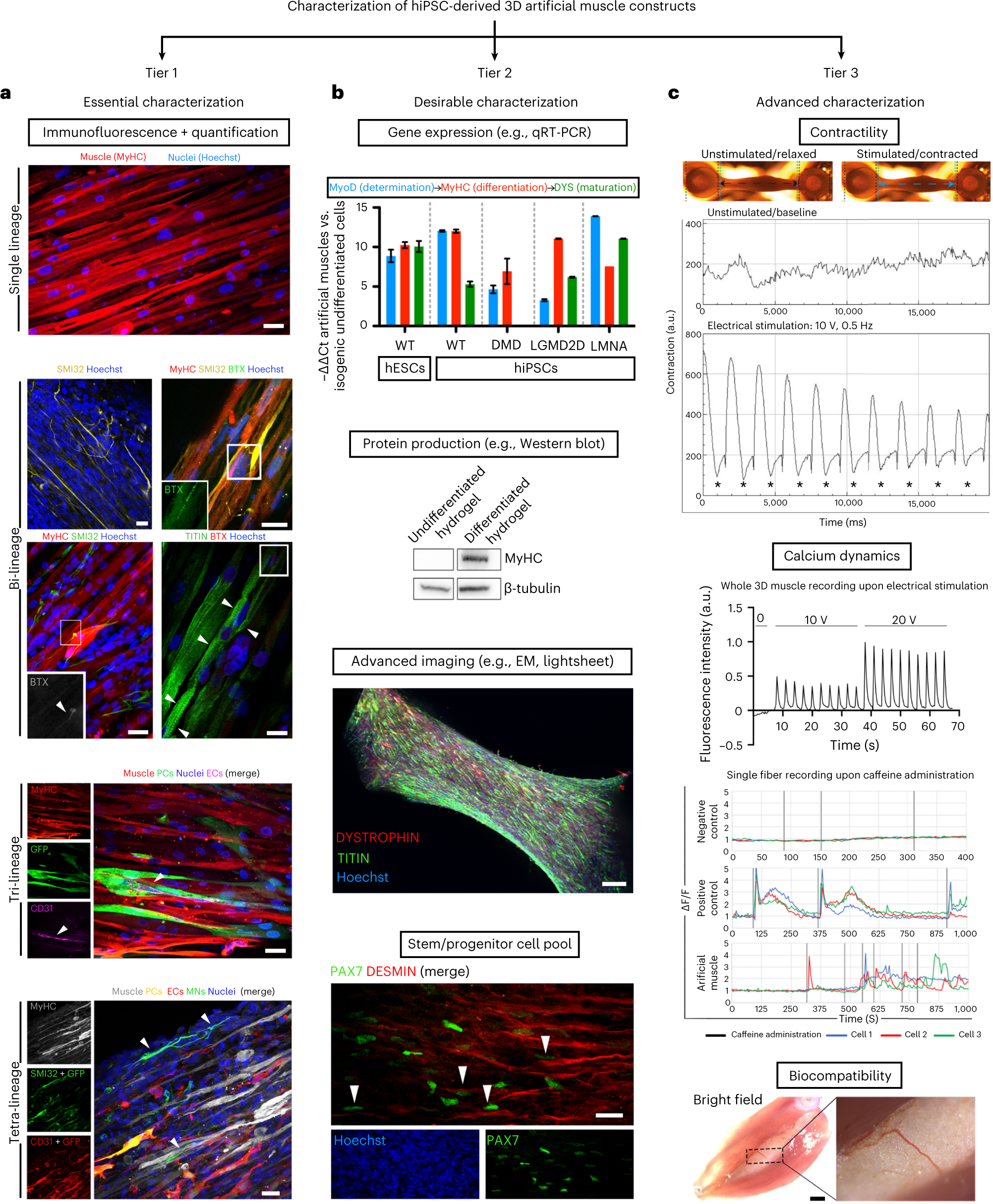 Fig. 3: Characterization of hiPSC-derived 3D bioengineered muscles.