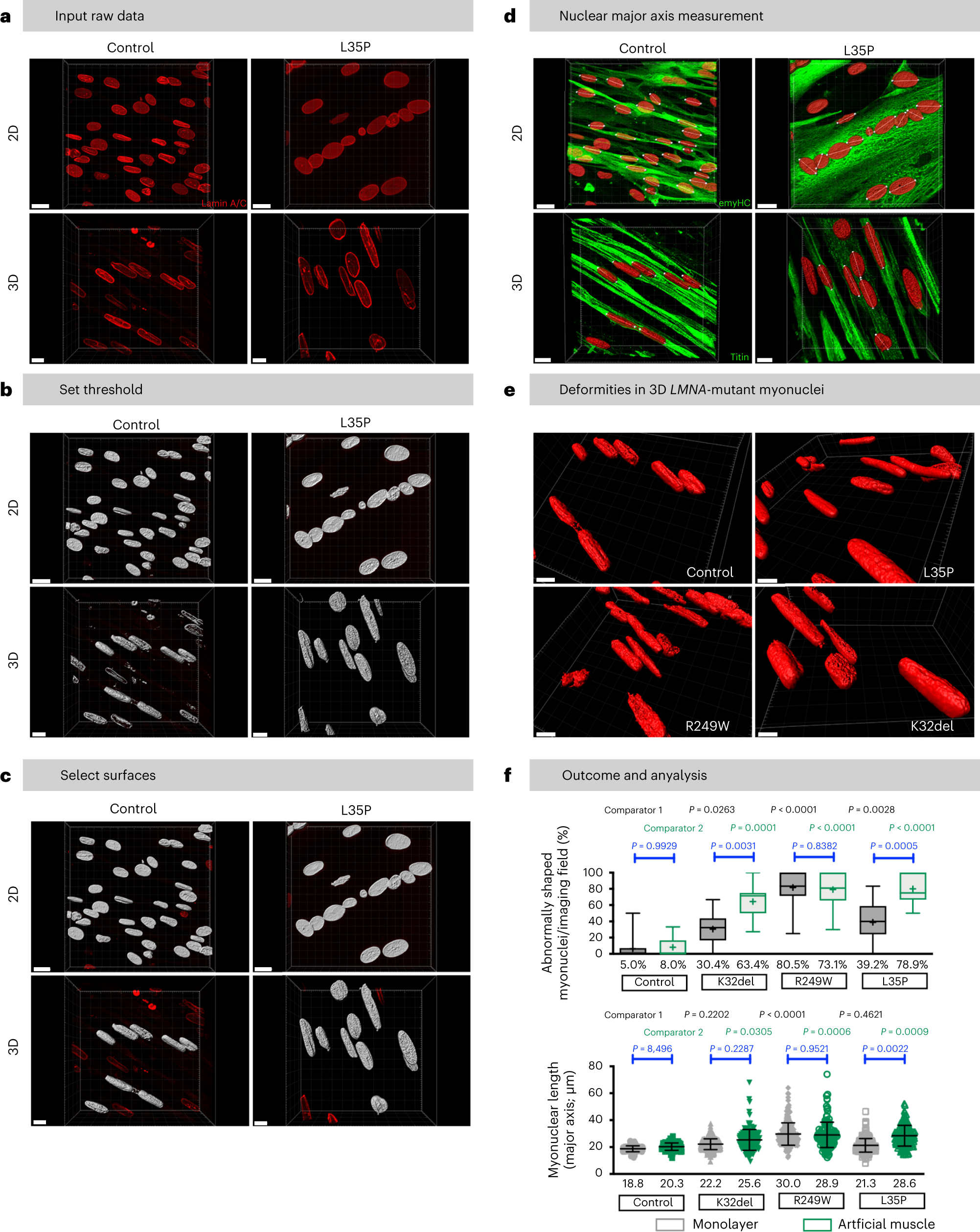 Fig. 4: Modeling muscular dystrophies caused by abnormal nuclear envelope by using hiPSC-derived 3D muscles: stepwise 3D nuclear reconstruction of hiPSC-derived healthy control and LMNA-mutant skeletal myotubes in monolayer versus 3D (single-lineage) artificial muscles.