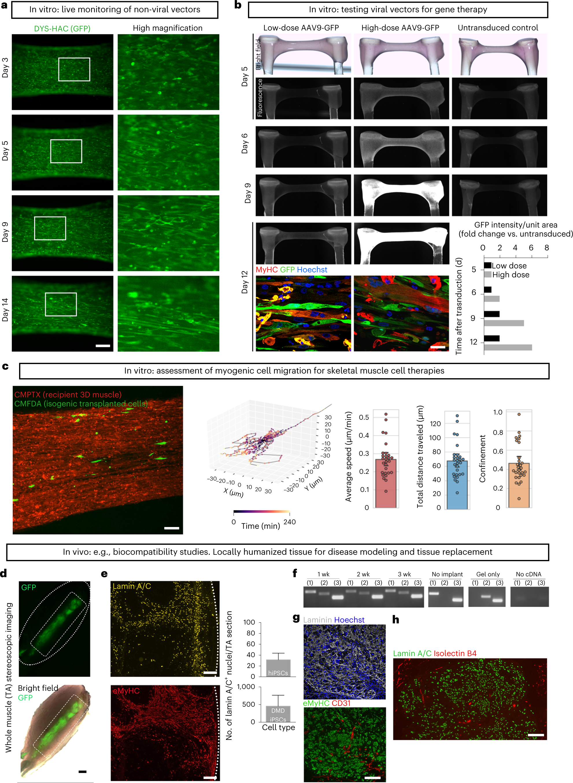 Fig. 5: Examples of in vitro and in vivo applications of hiPSC-derived 3D artificial muscles: testing gene therapy vectors, assessing cell migration capacity and studying biocompatibility.