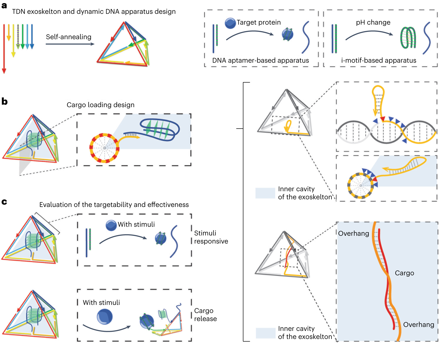 Fig. 1: The design of the DNA tetrahedron capable of active targeting.