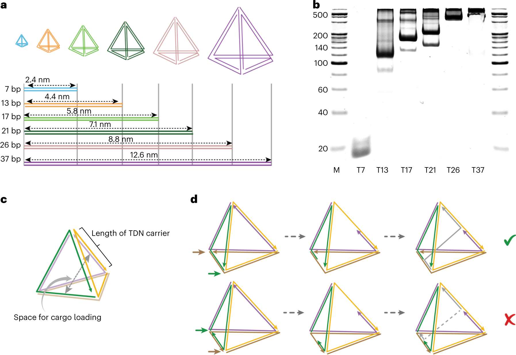 Fig. 2: TDN exoskeleton design and functional modifications.