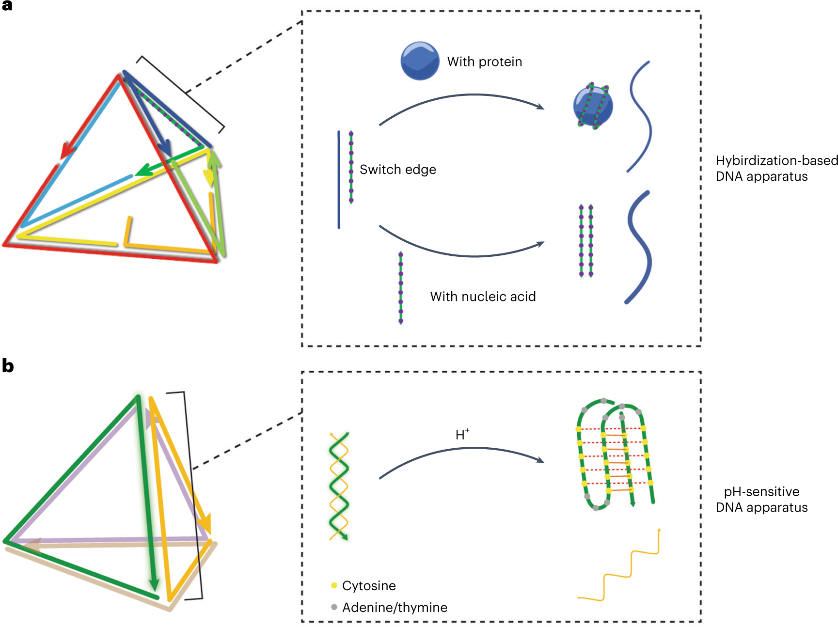 Fig. 3: Illustration of two dynamic DNA apparatus candidates.