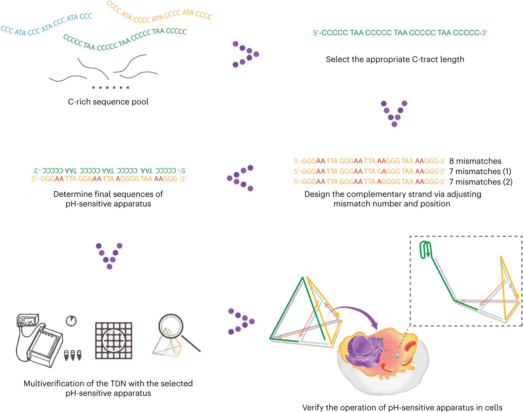 Fig. 4: Titration of pH-sensitive DNA apparatus design.