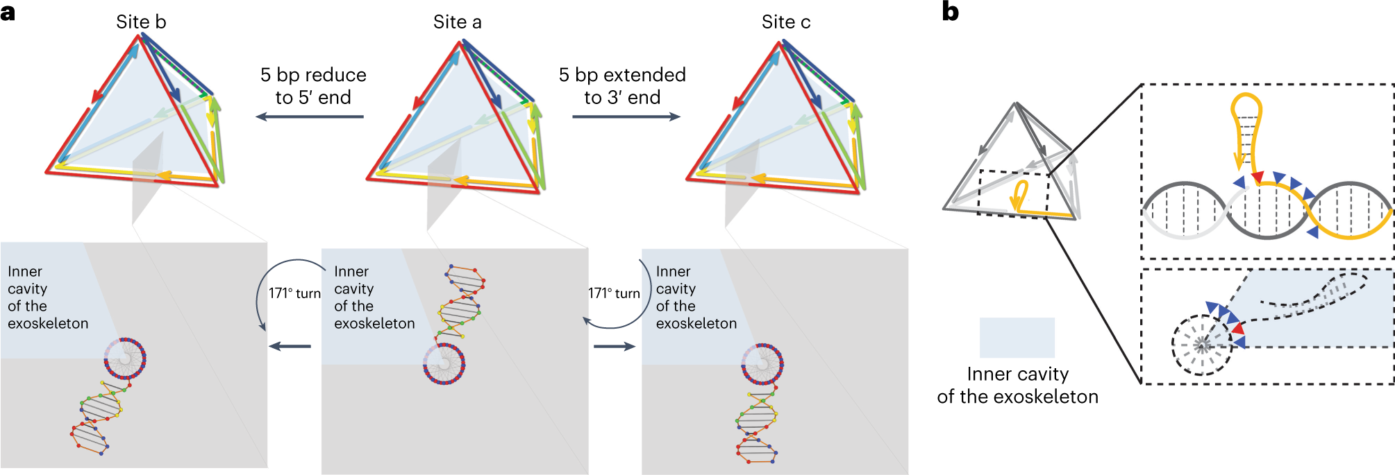 Fig. 5: Peptide loading design: loading site titration.
