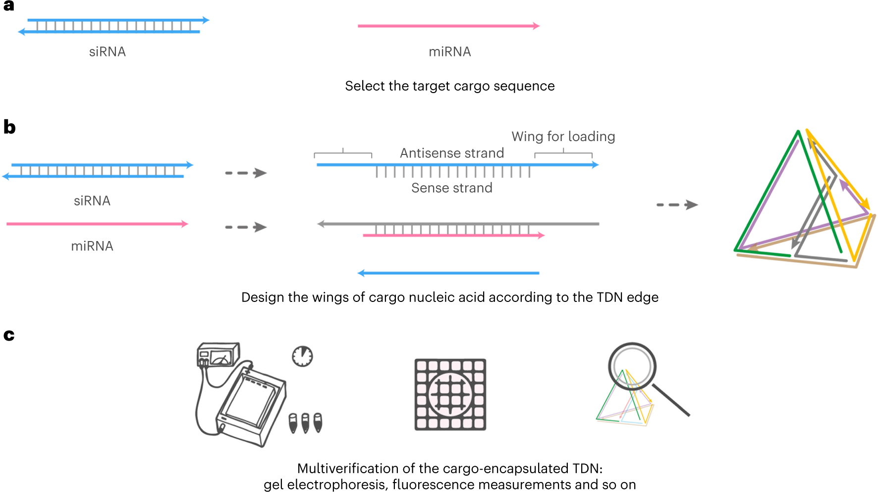 Fig. 6: Nucleic acid drug loading design.