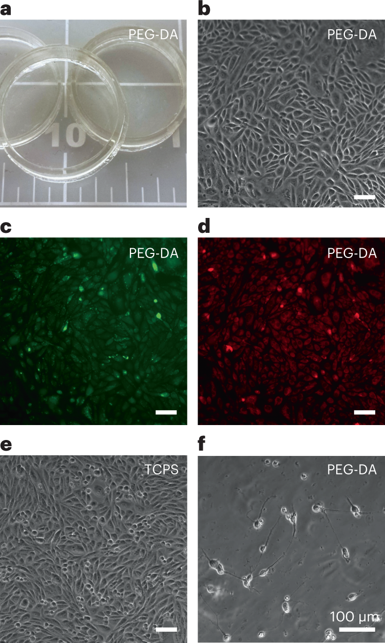 Fig. 7: Cytocompatibility study using surfaces that were 3D printed using the PEG-DA-250 resin with 0.4% (wt/wt) photoinitiator (IRG).