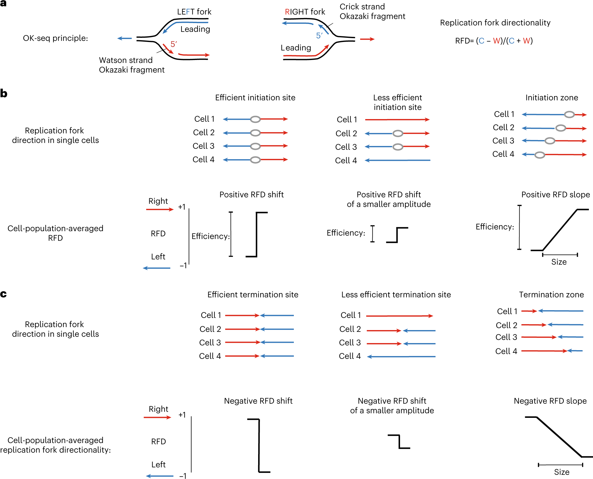Fig. 1: Detection of replication initiation and termination events by OK-seq.