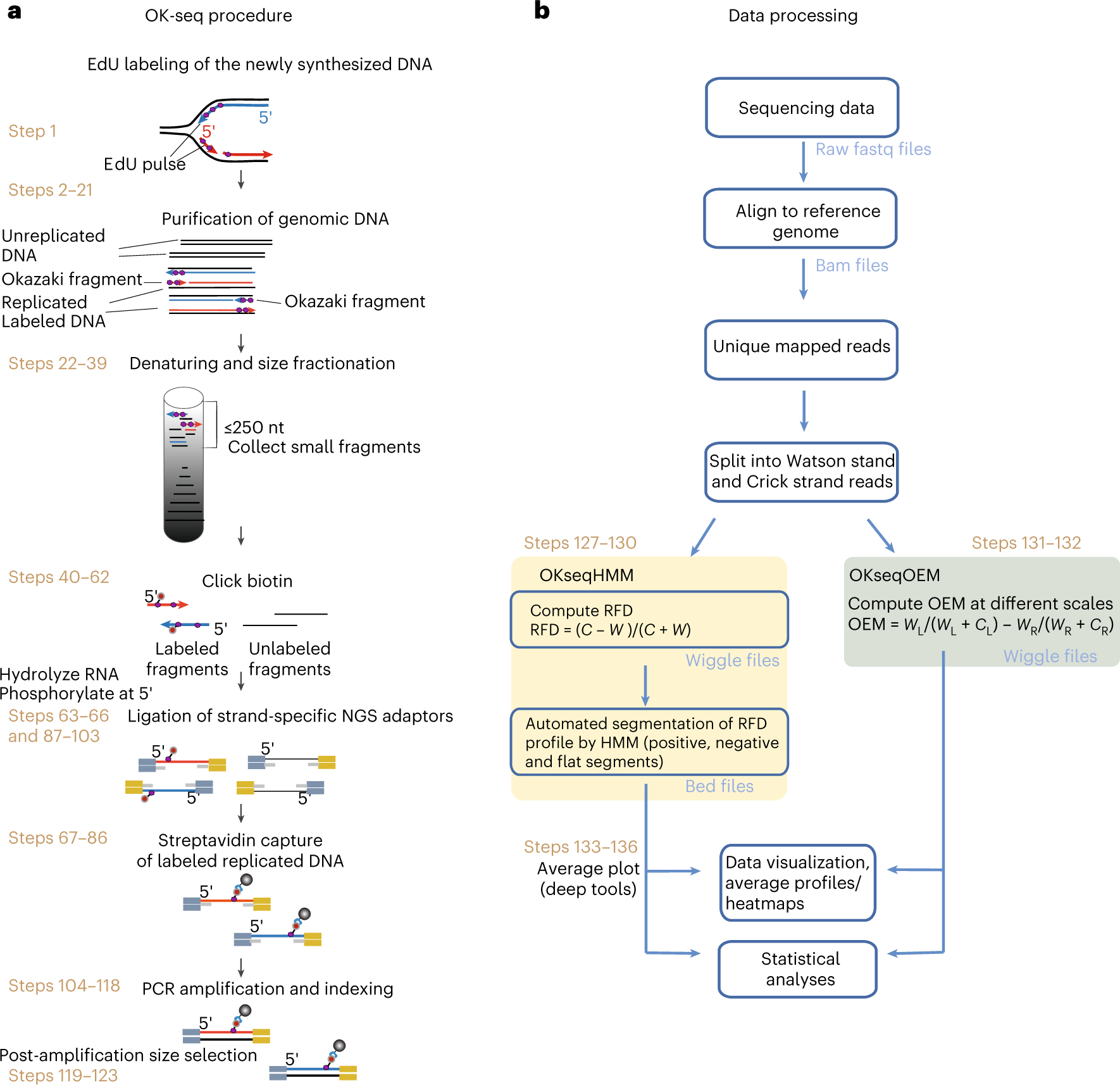 Fig. 2: Experimental workflow and data processing pipelines of OK-seq.