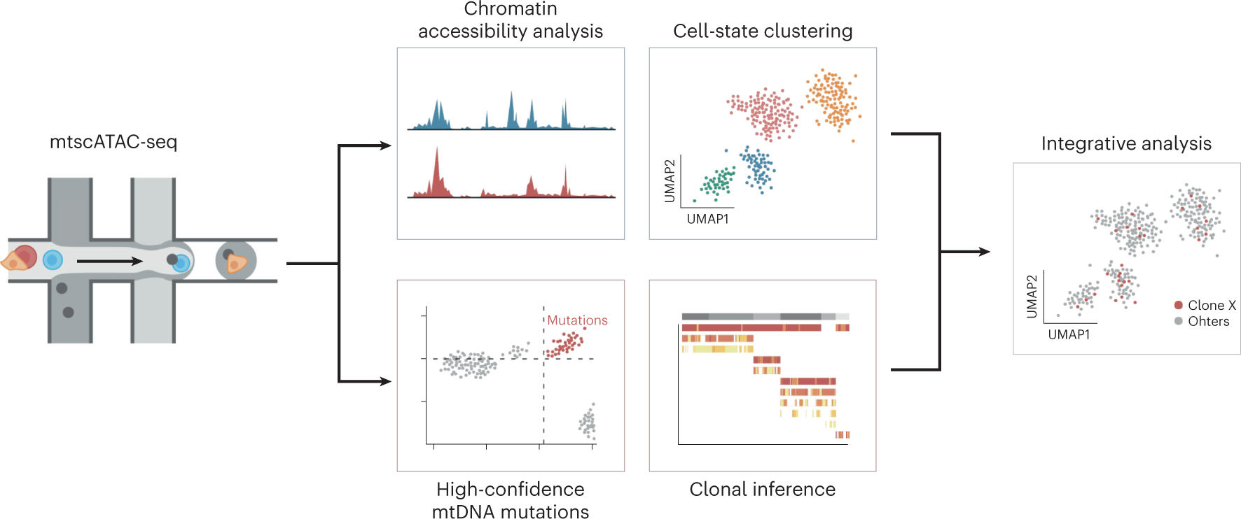 Fig. 2: Schematic of the computational mtscATAC-seq pipeline.
