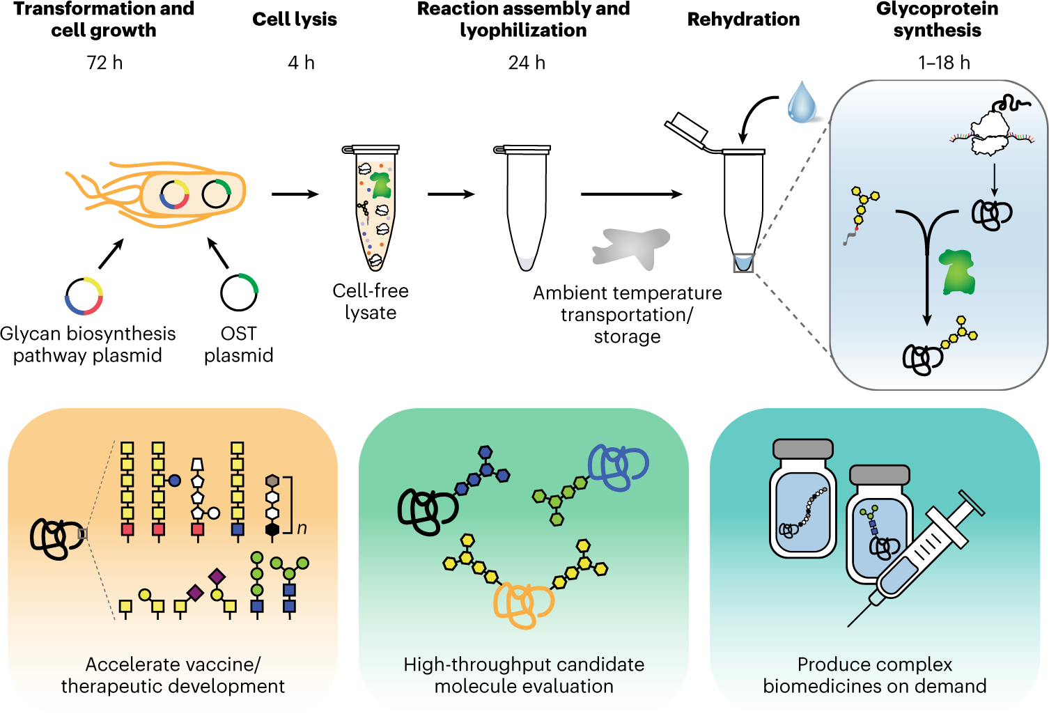 Fig. 1: Cell-free systems accelerate glycoprotein production.