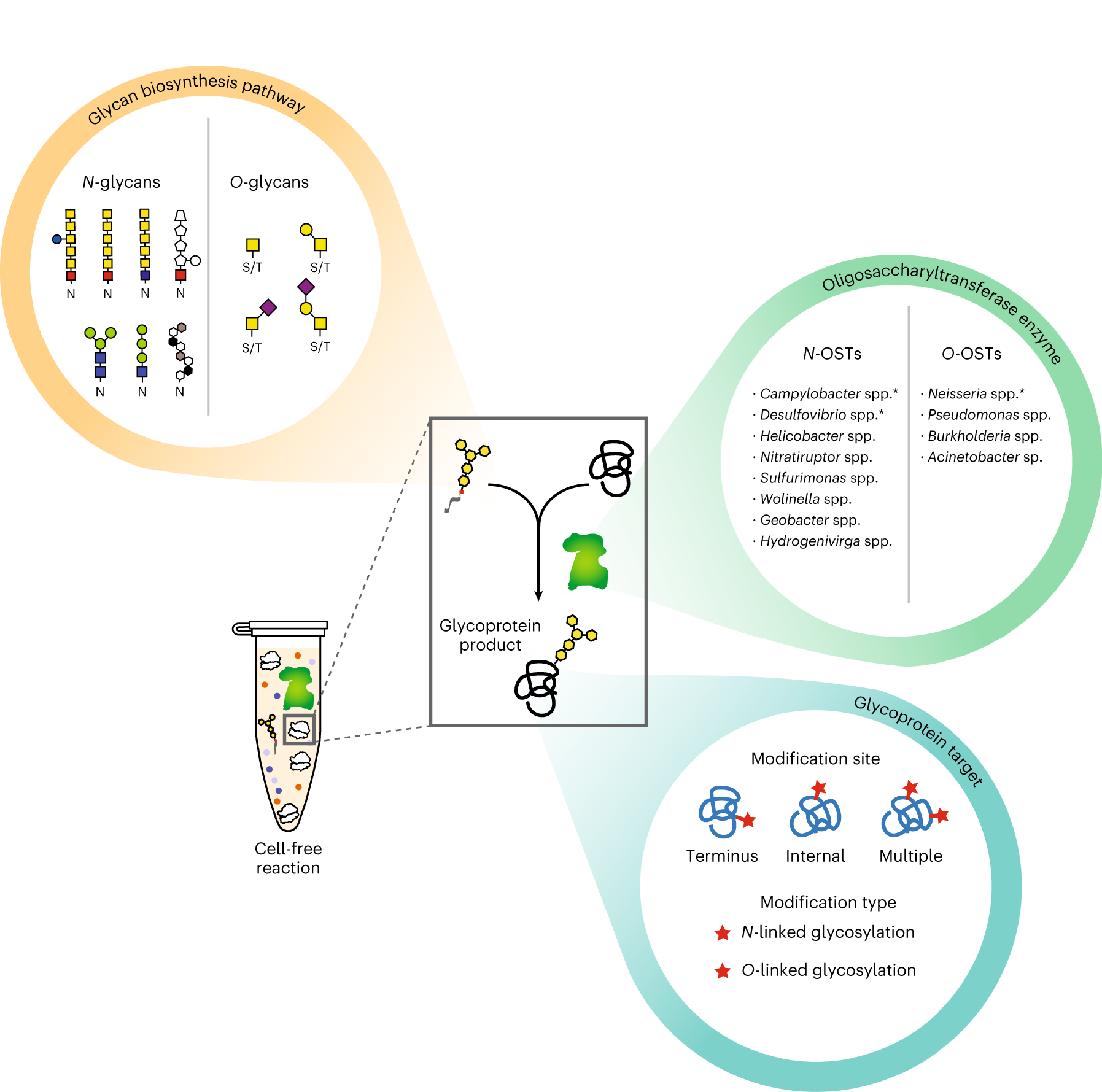 Fig. 2: Constructing glycosylation pathways.