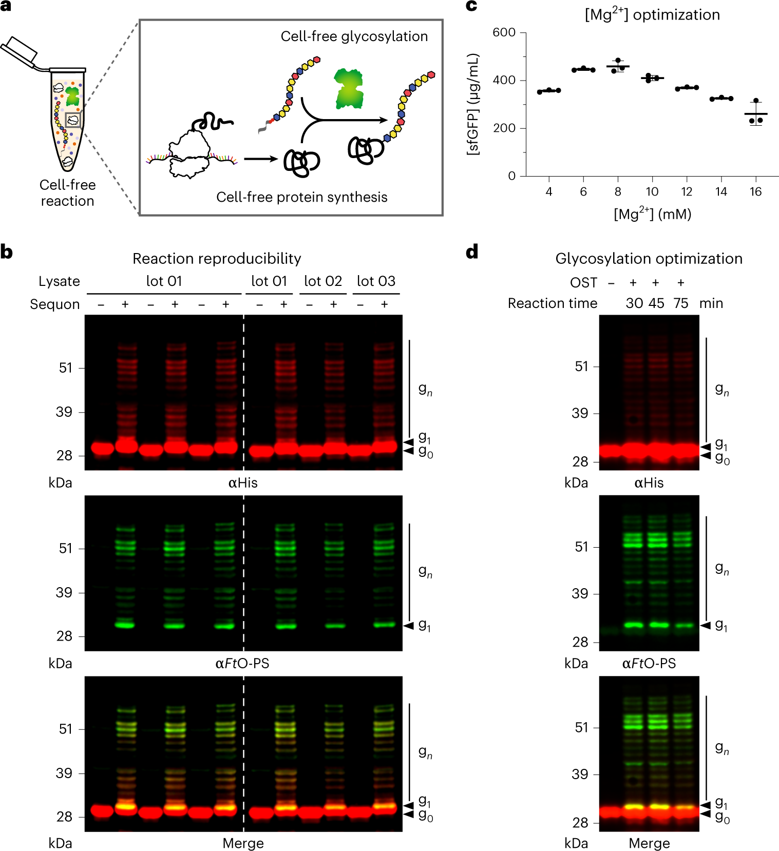 Fig. 4: Reproducibility and optimization of cell-free glycoprotein synthesis.