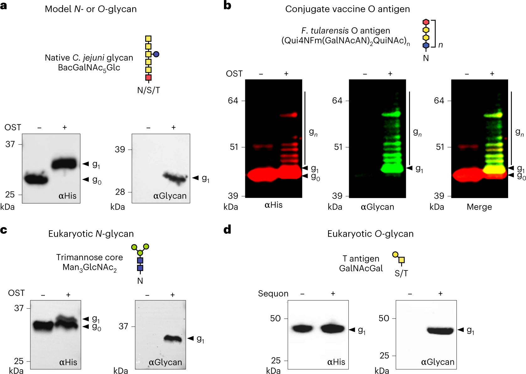 Fig. 5: Cell-free systems synthesize diverse glycoproteins.