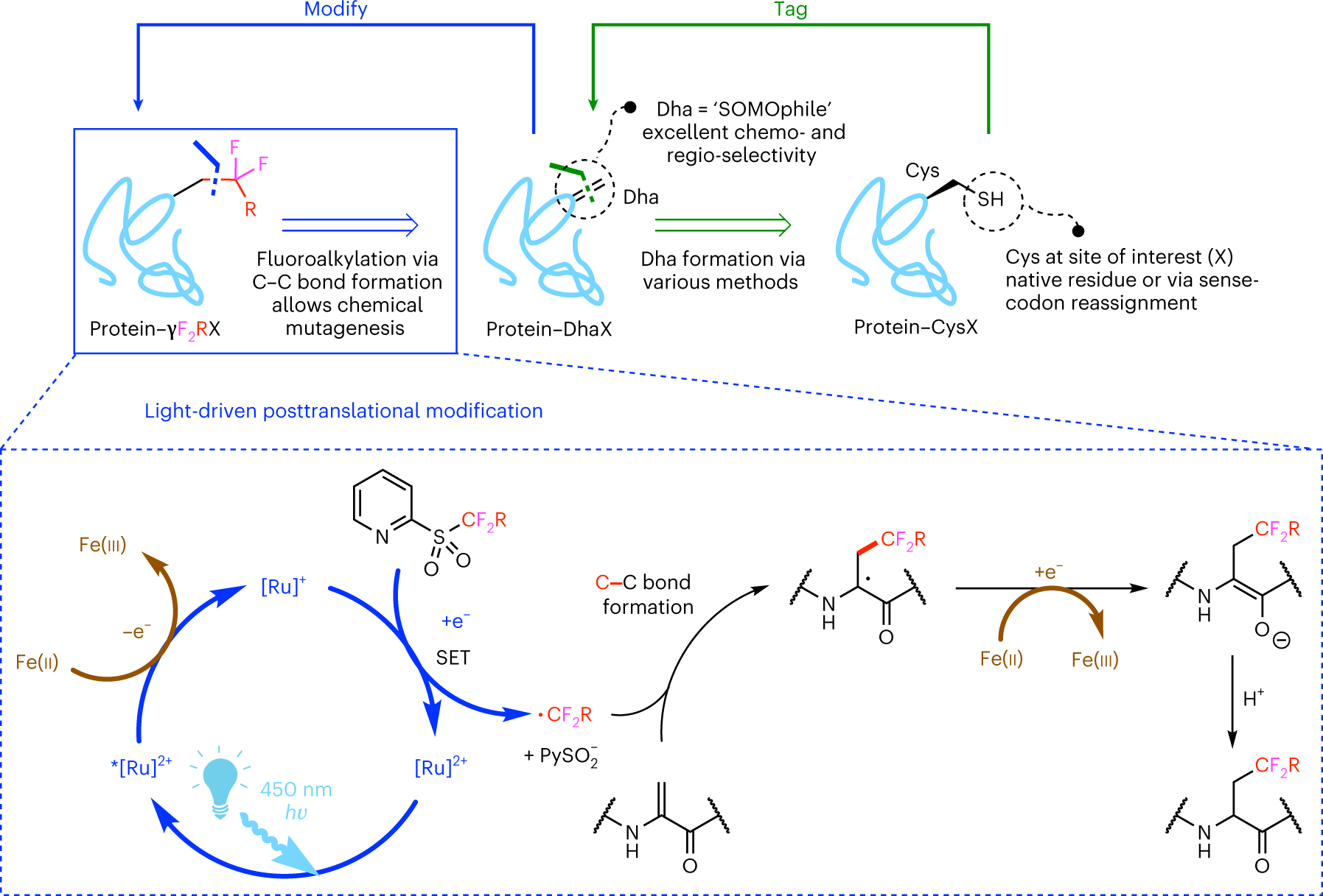 Fig. 1: Strategy for the insertion of ‘zero-size-zero-background’ sidechain labels into proteins.