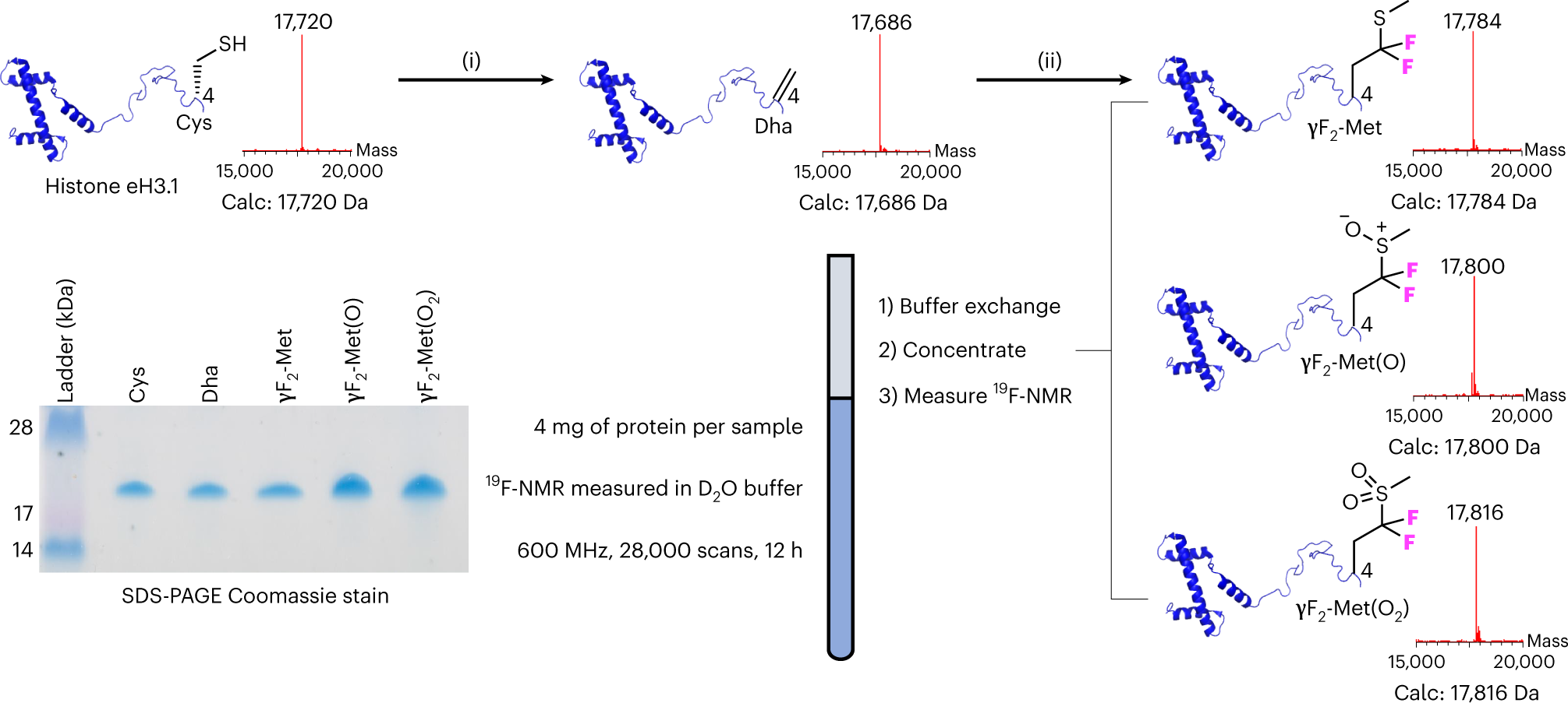 Fig. 4: Production of histone eH3.1 with γCF2-tagged Met variants (Met sulfide, Met(O) sulfoxide and Met(O2) sulfone) for 19F-NMR studies.