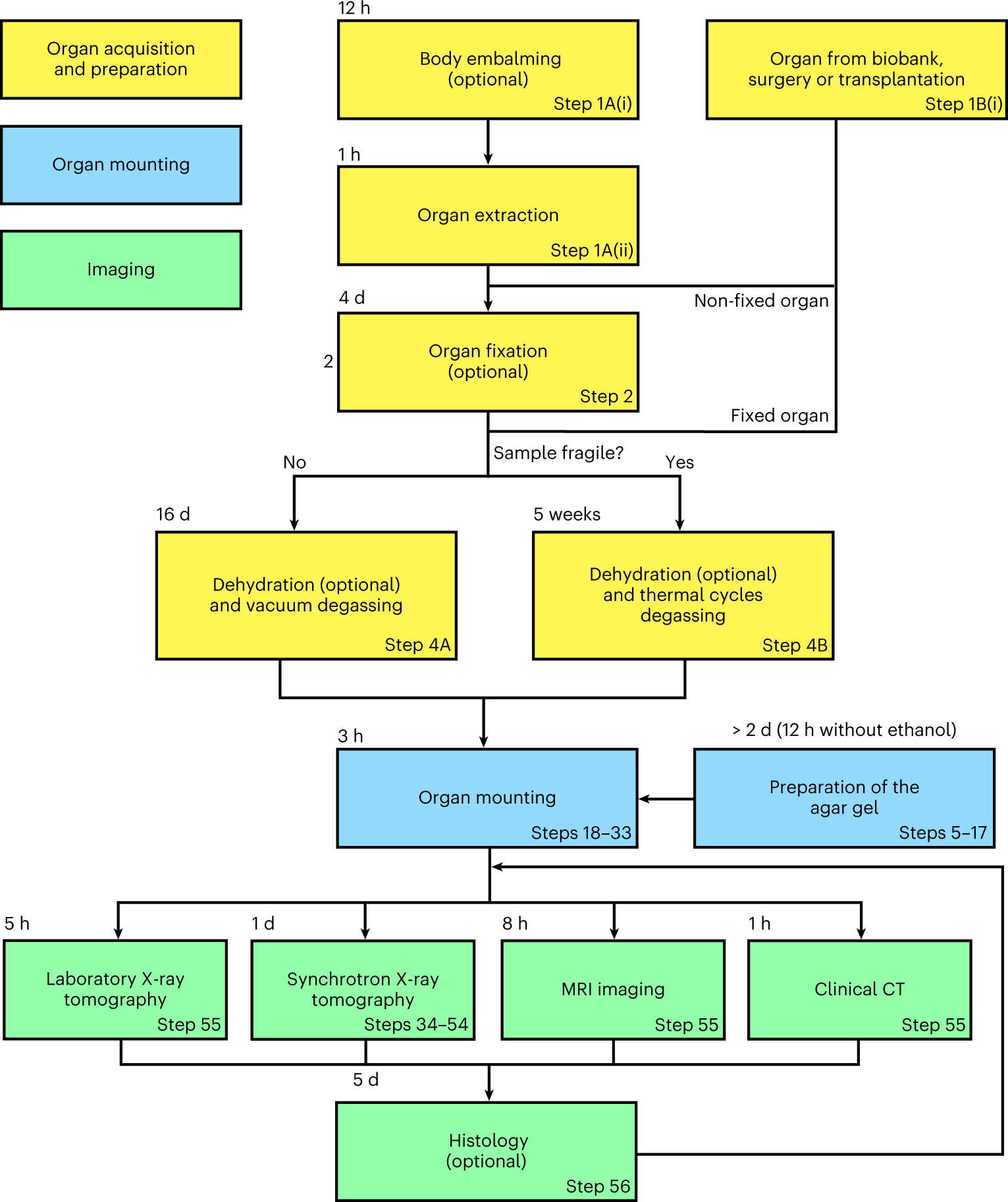 Fig. 1: Overview of the sample preparation, stabilization and scanning of a large biological sample.