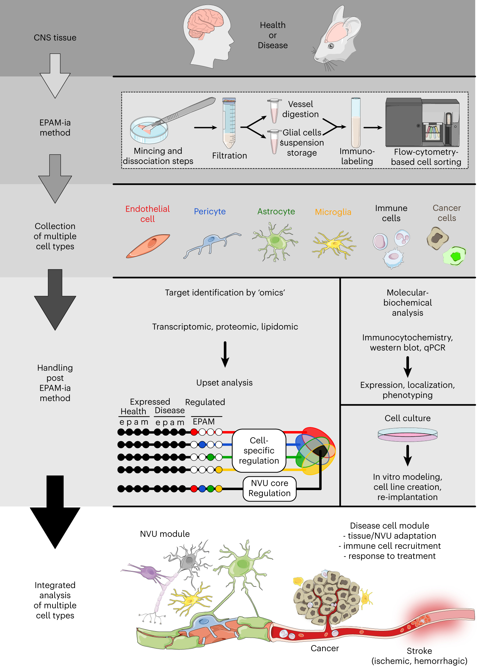 Fig. 8: Schematic for downstream handling and analyses post EPAM-ia method.