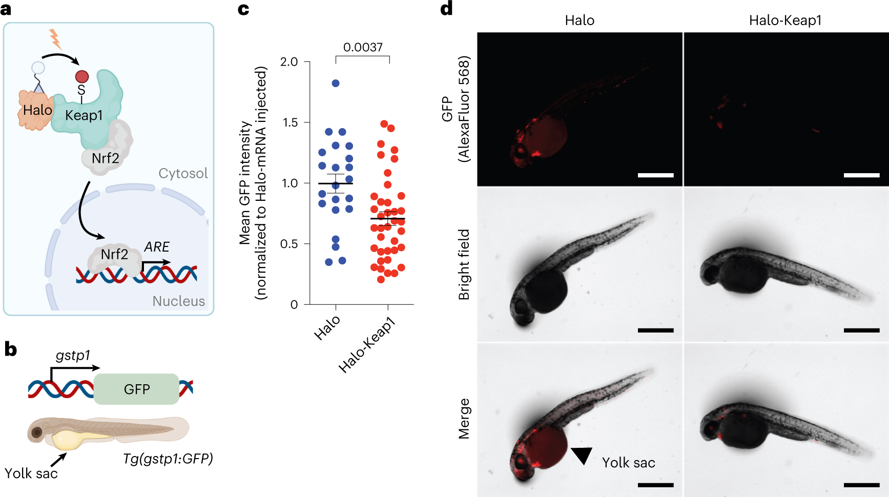 Fig. 2: Validation of POI expression and pathway integrity in zebrafish larvae.