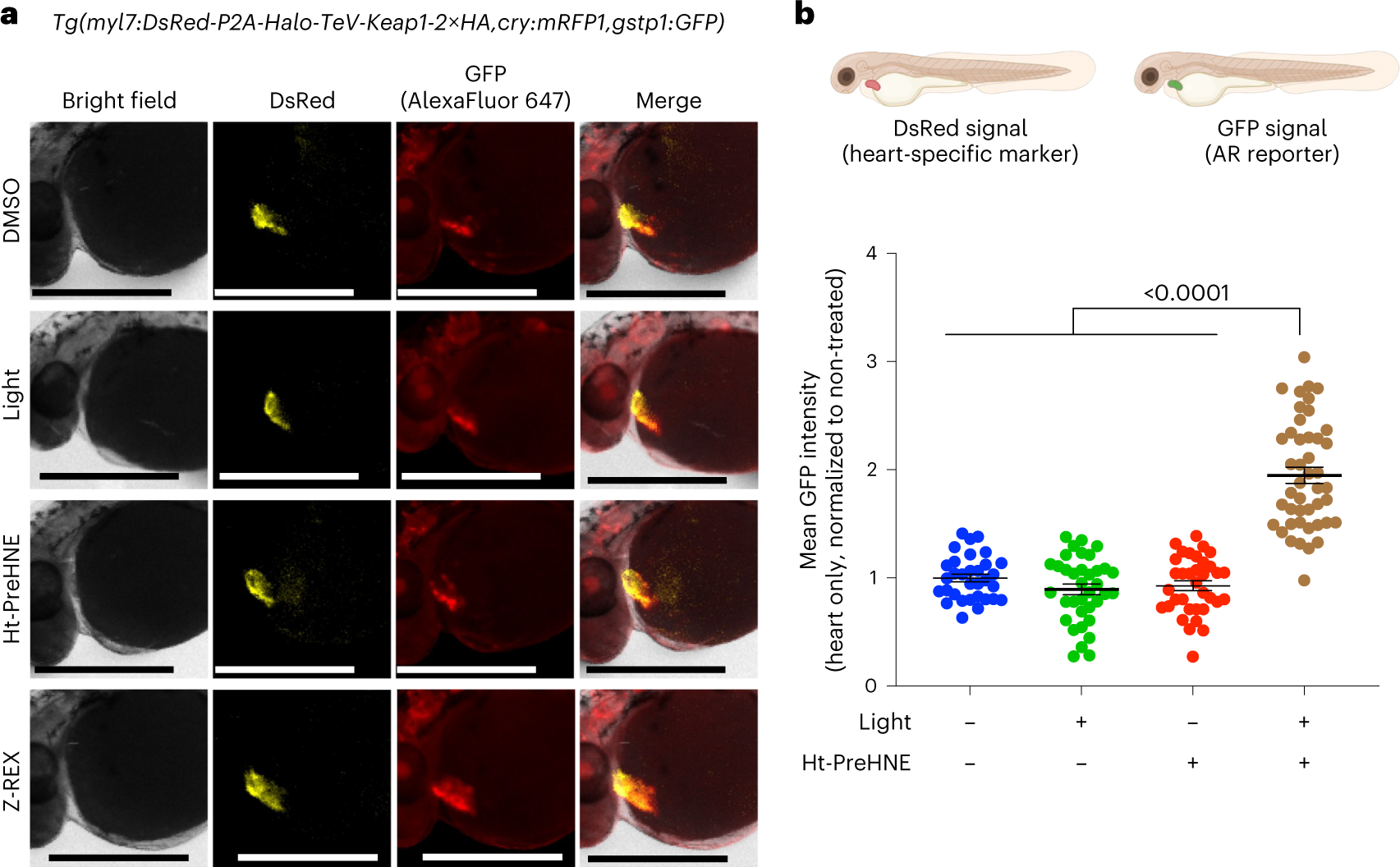 Fig. 5: Z-REX enables precision investigations into tissue-specific and POI-specific electrophile signaling.