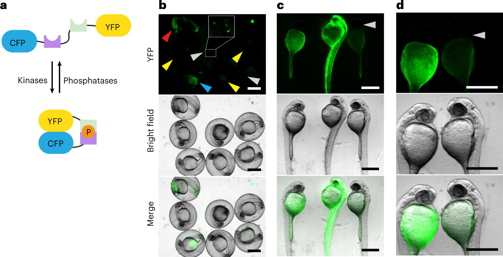 Fig. 6: Prescreening of fish embryos using a representative fluorescent reporter construct.
